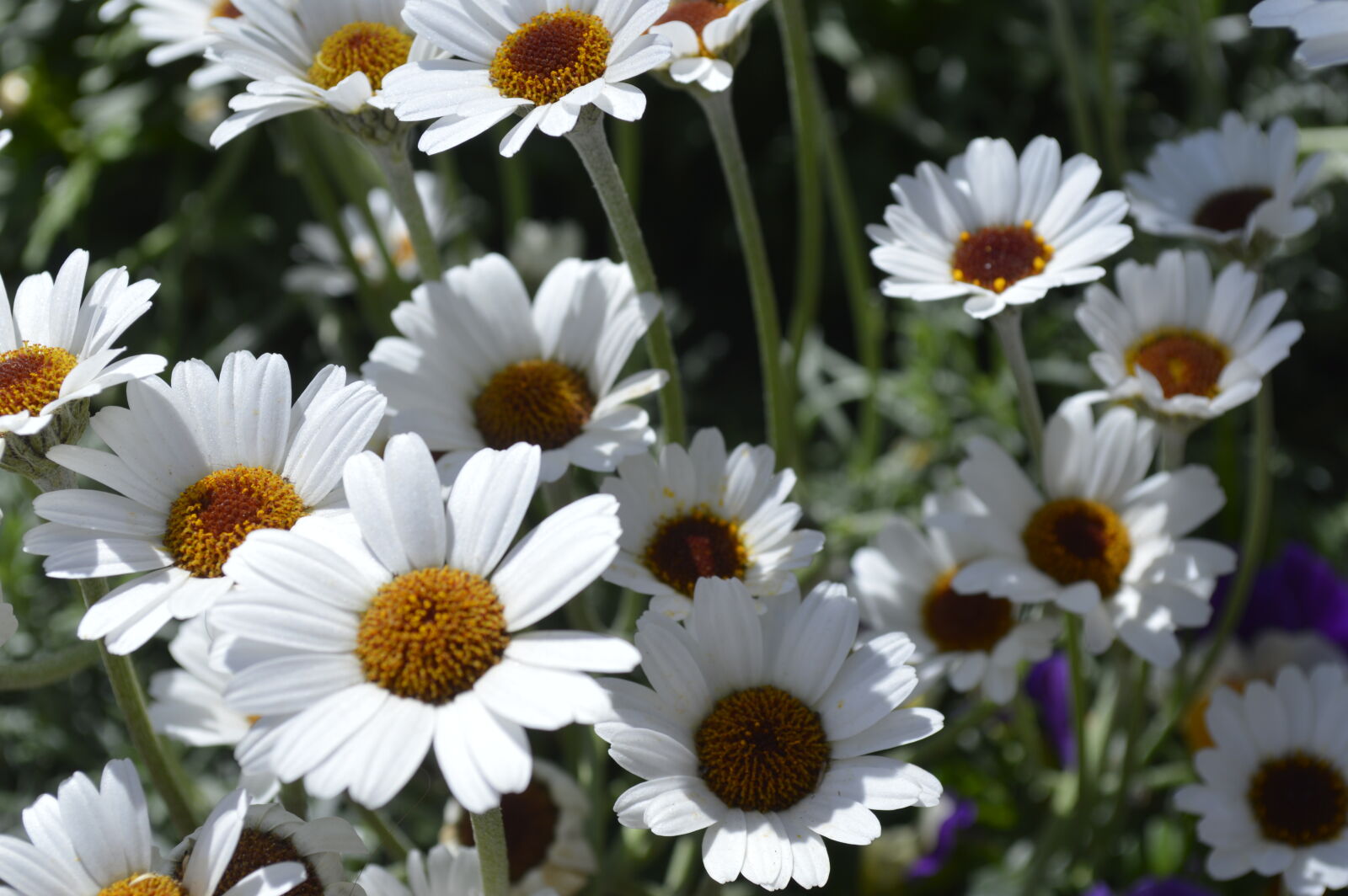 Nikon D3200 sample photo. Flowers, spring, white photography
