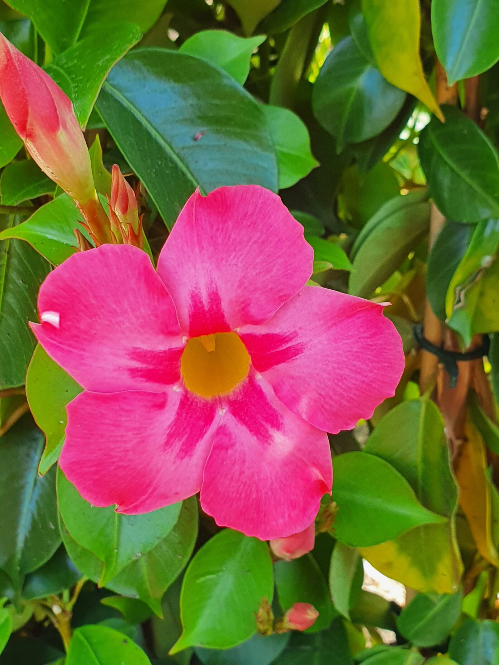 Samsung Galaxy S10+ sample photo. Flowers, spring, flower photography