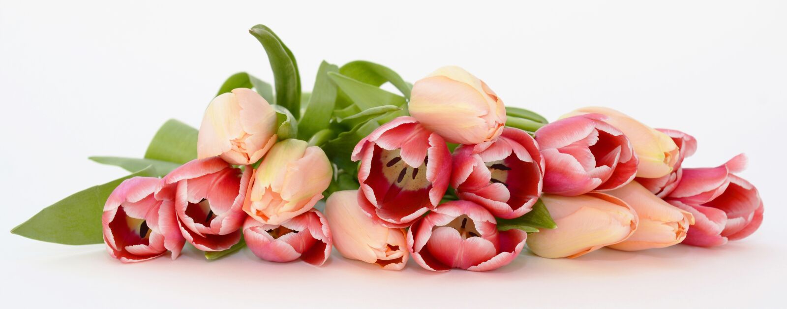 Nikon D7100 sample photo. Tulips, spring, flowers photography