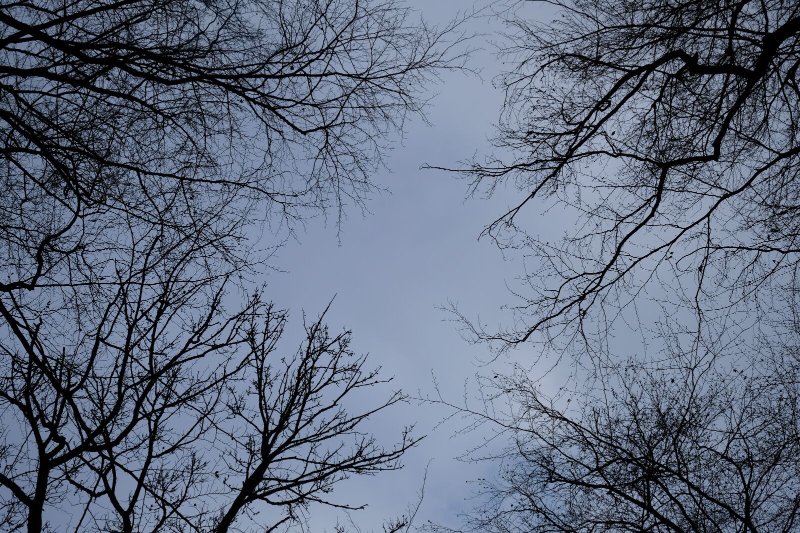 Fujifilm X-T20 sample photo. Aesthetic, trees, sky photography
