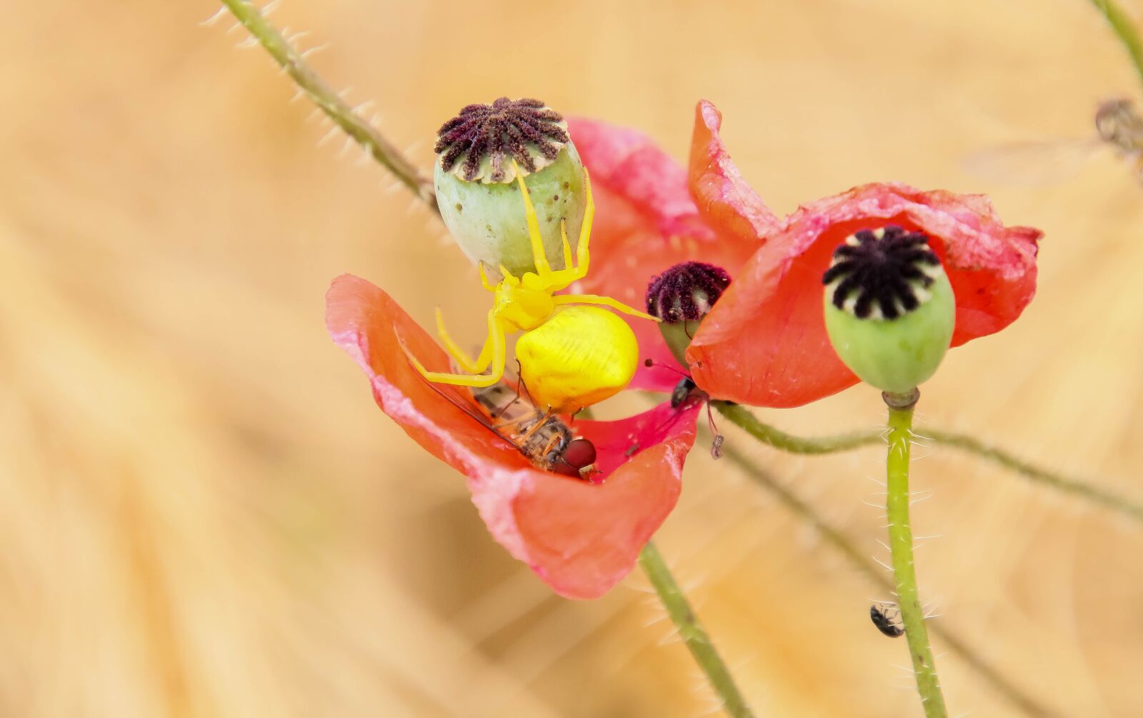 Canon EOS 70D + Tamron 16-300mm F3.5-6.3 Di II VC PZD Macro sample photo. Poppy, spider, spider-yellow photography