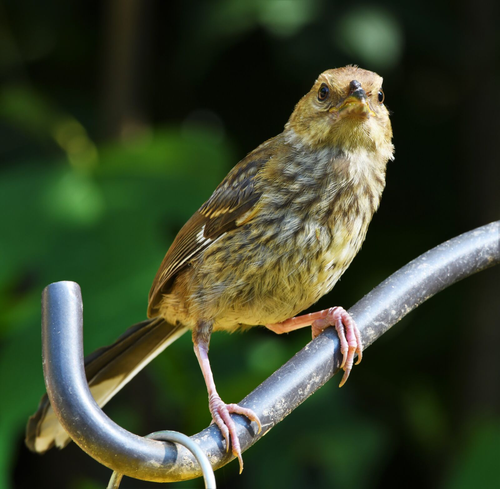 Nikon D850 sample photo. Bird, sparrow, feathers photography