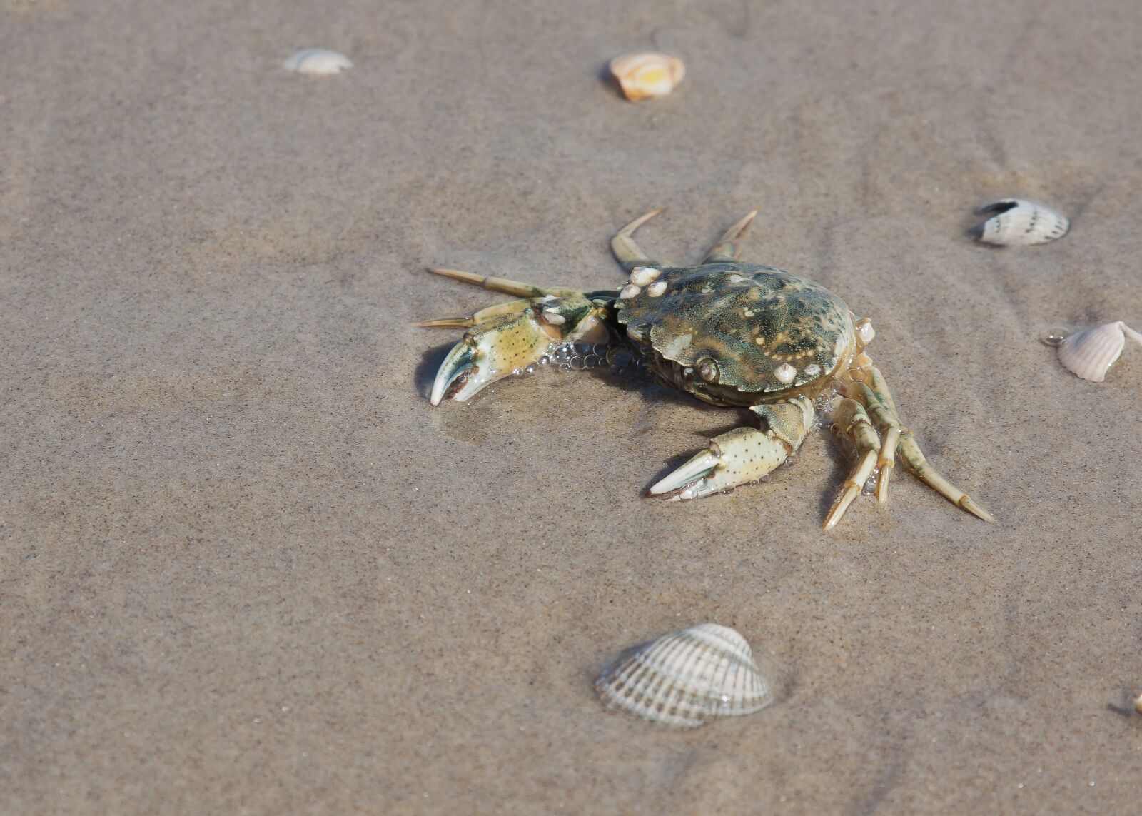 Canon EOS 50D + Canon EF 24-105mm F4L IS USM sample photo. Crab, beach, water photography
