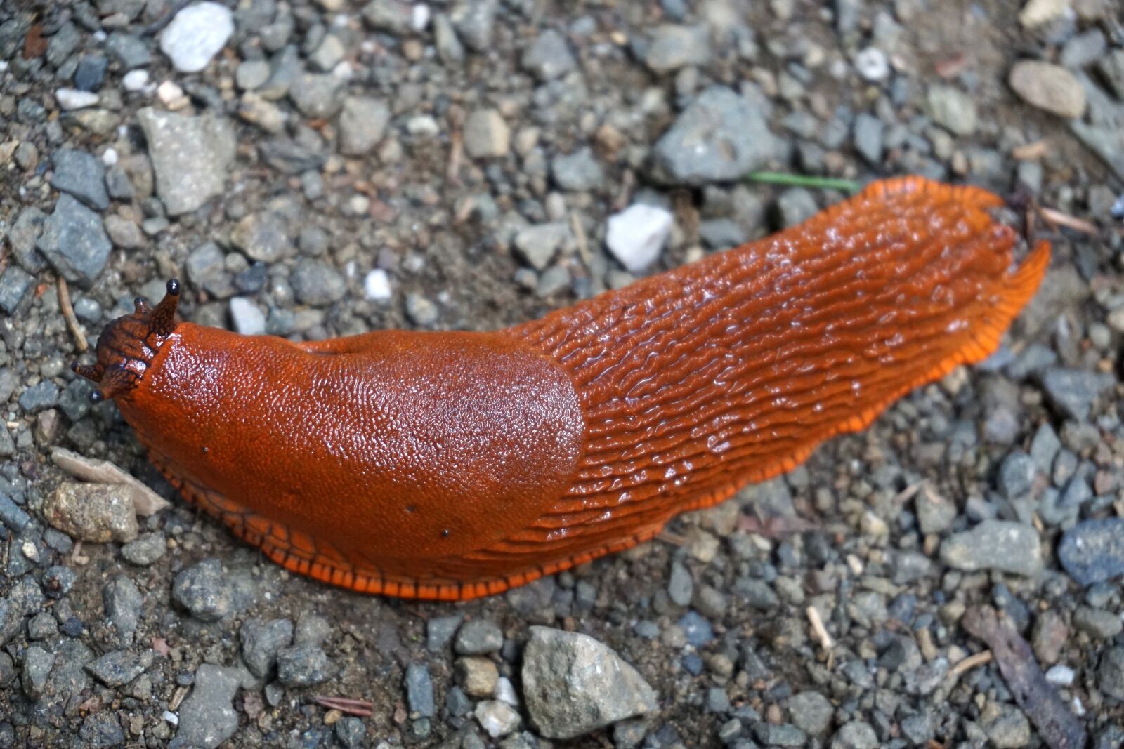 Sony a6000 sample photo. Slug, snail, crawl photography