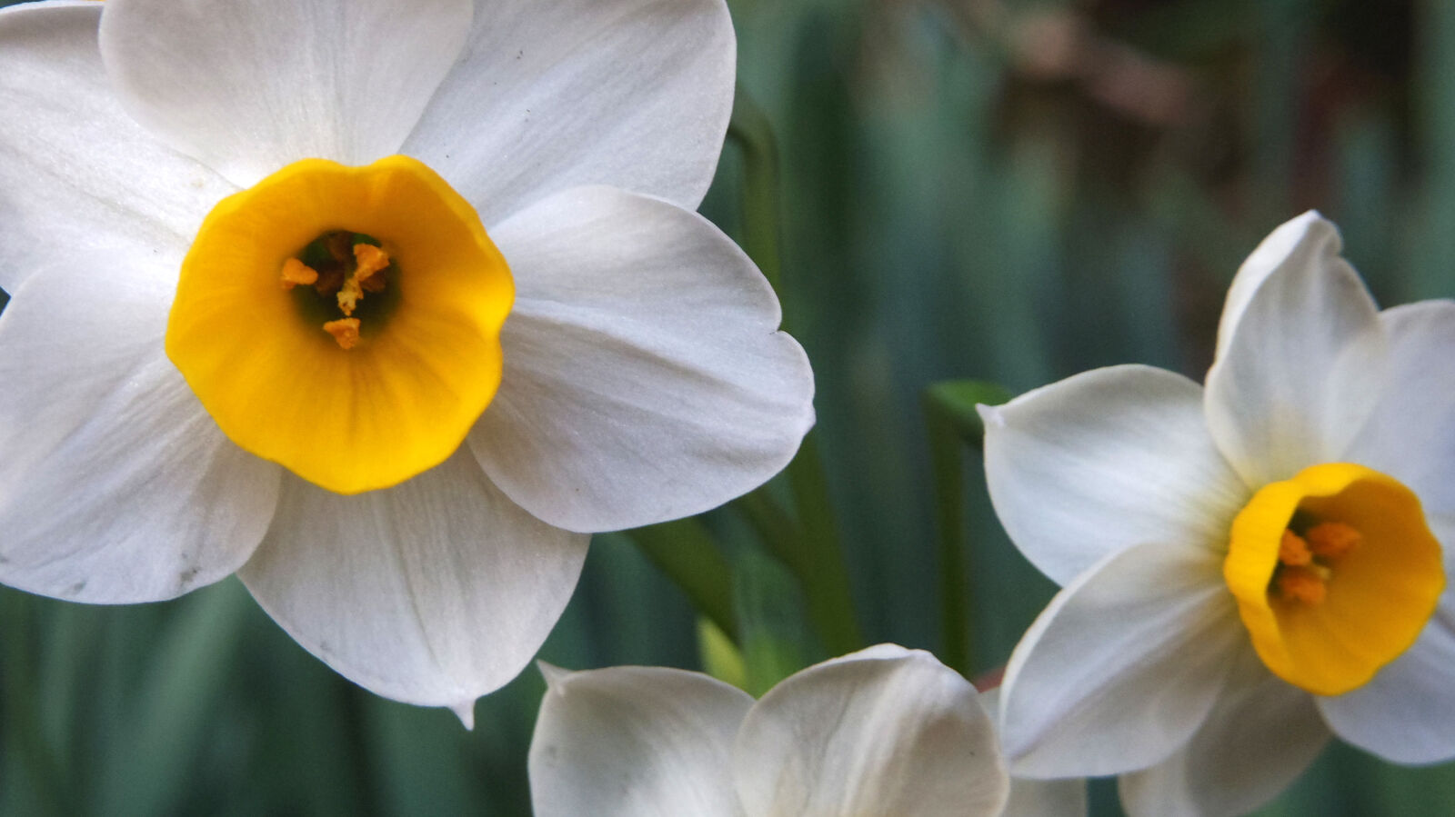 Pentax Q10 sample photo. Flower photography