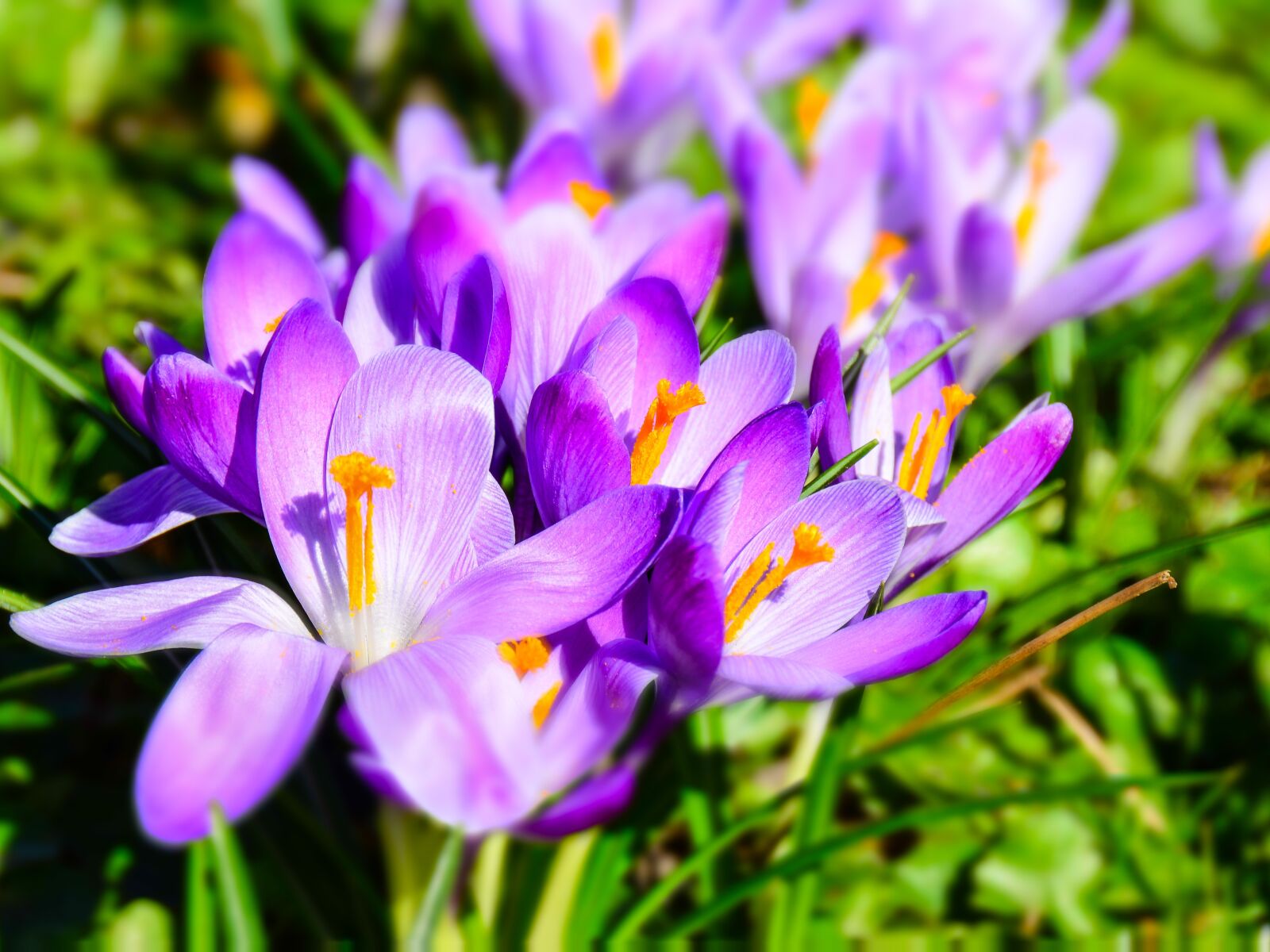 Nikon D5200 sample photo. Flowers, crocus, spring photography