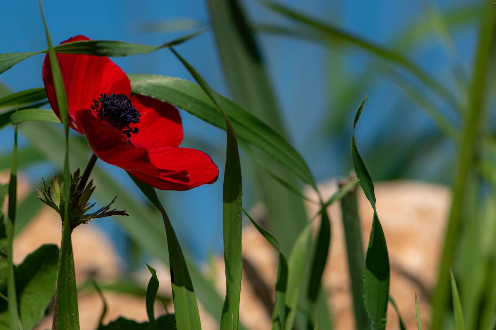 Nikon D5600 sample photo. Red, flower, spring photography