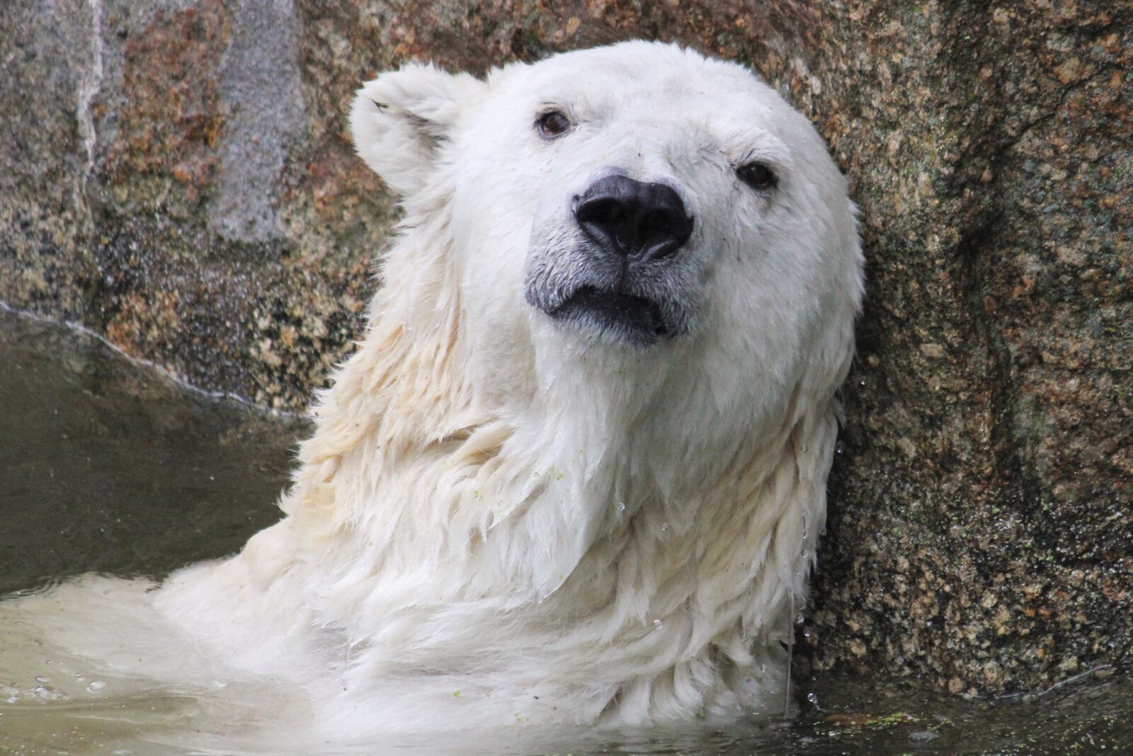 Canon EOS 550D (EOS Rebel T2i / EOS Kiss X4) sample photo. Polar bear, climate change photography