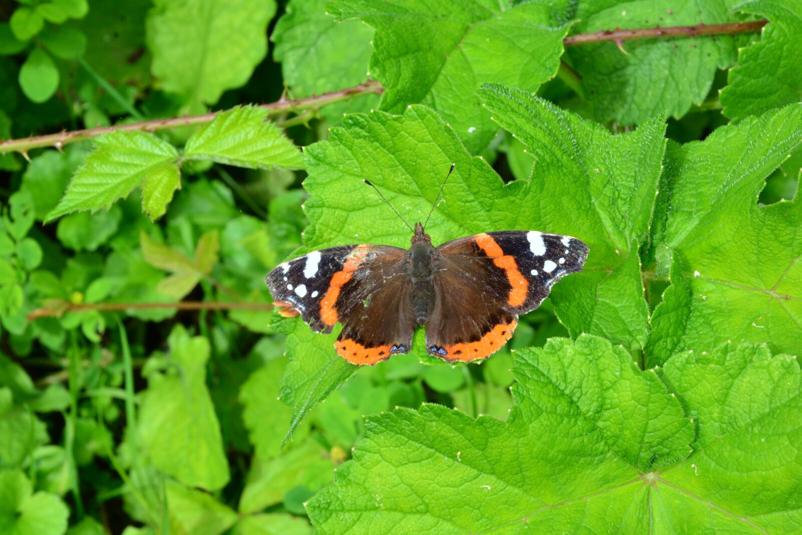 Nikon D7100 sample photo. Nature, outdoors, insect photography