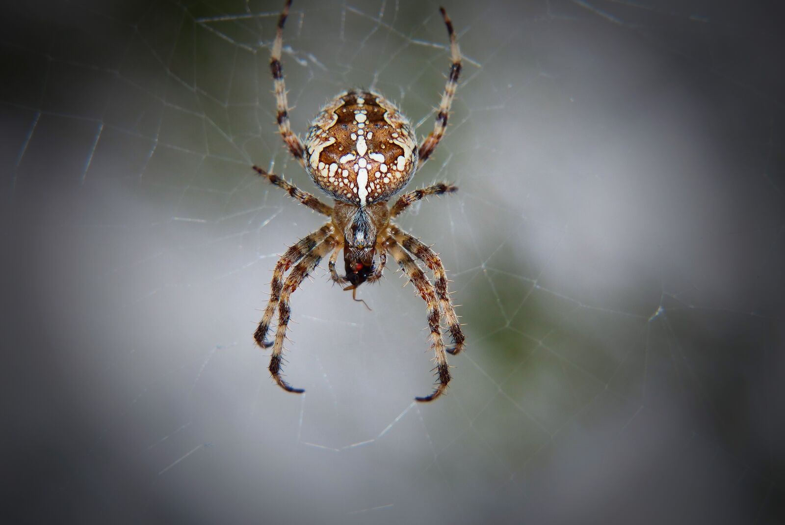 Panasonic Lumix DMC-FZ200 sample photo. But when orange, spider photography