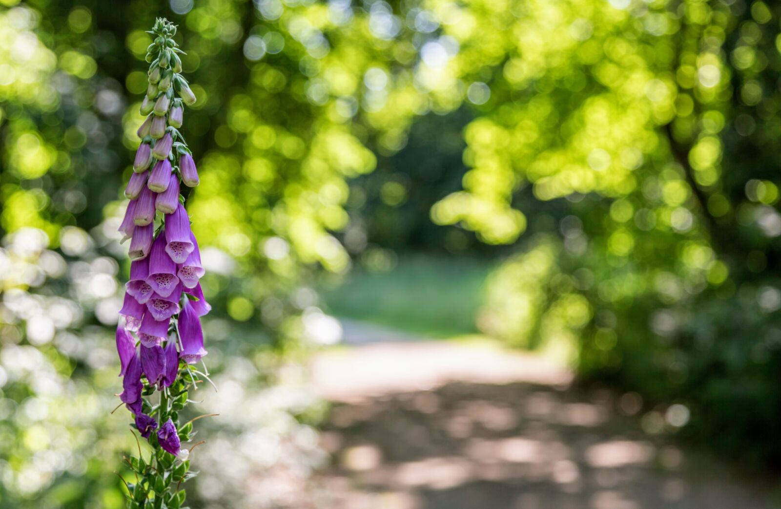 Canon EF 24-105mm F4L IS USM sample photo. Flower, plant, foxglove photography