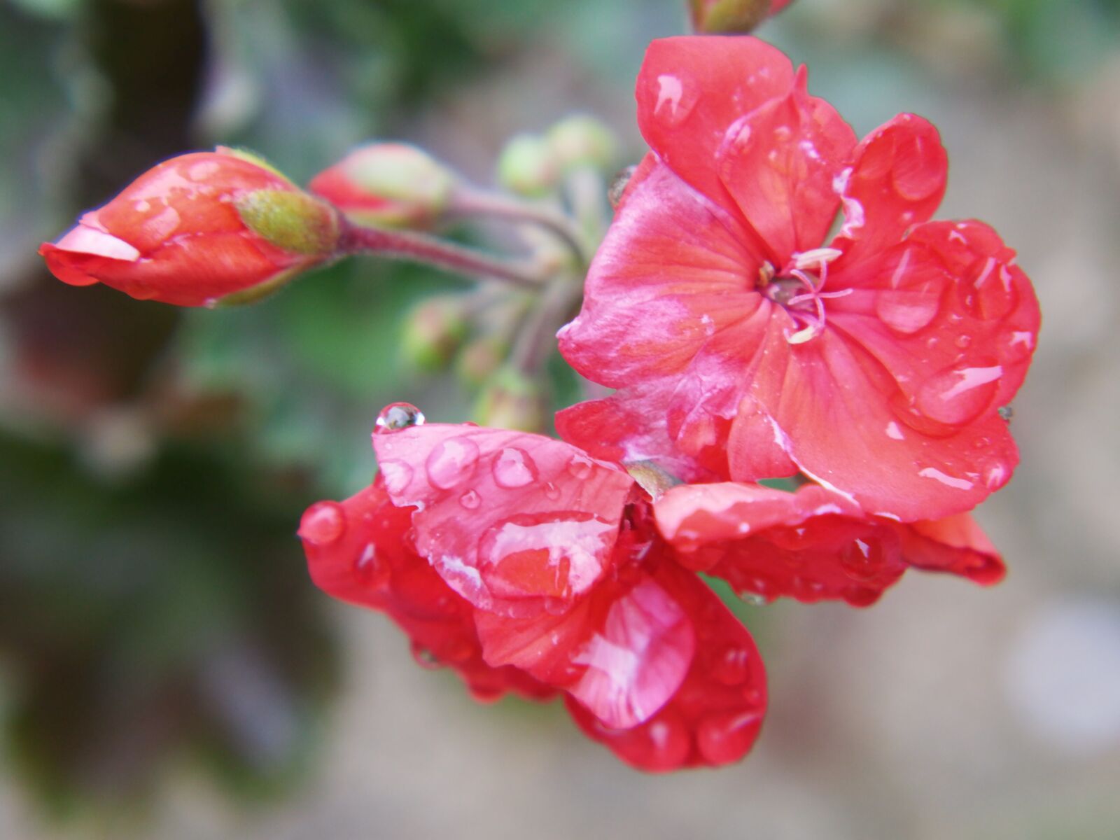 XIAOYI 42.5mm F1.8 sample photo. Red flowers, macro, flower photography