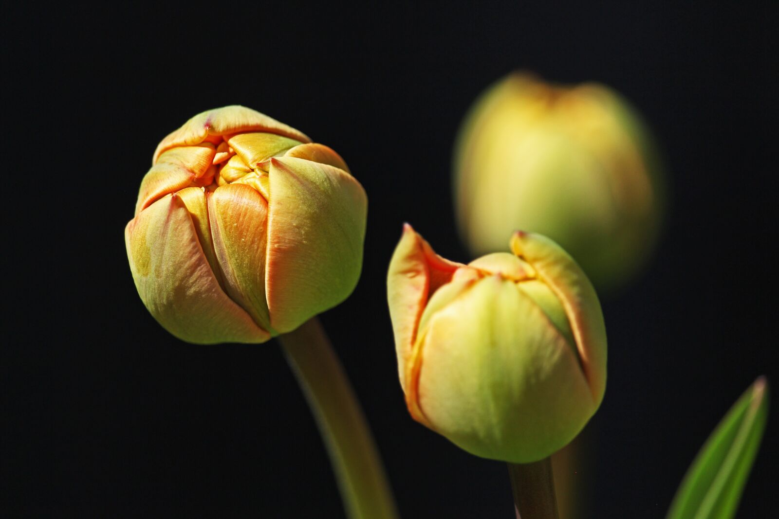 Canon EF-S 55-250mm F4-5.6 IS STM sample photo. Tulips, tulip buds, garden photography