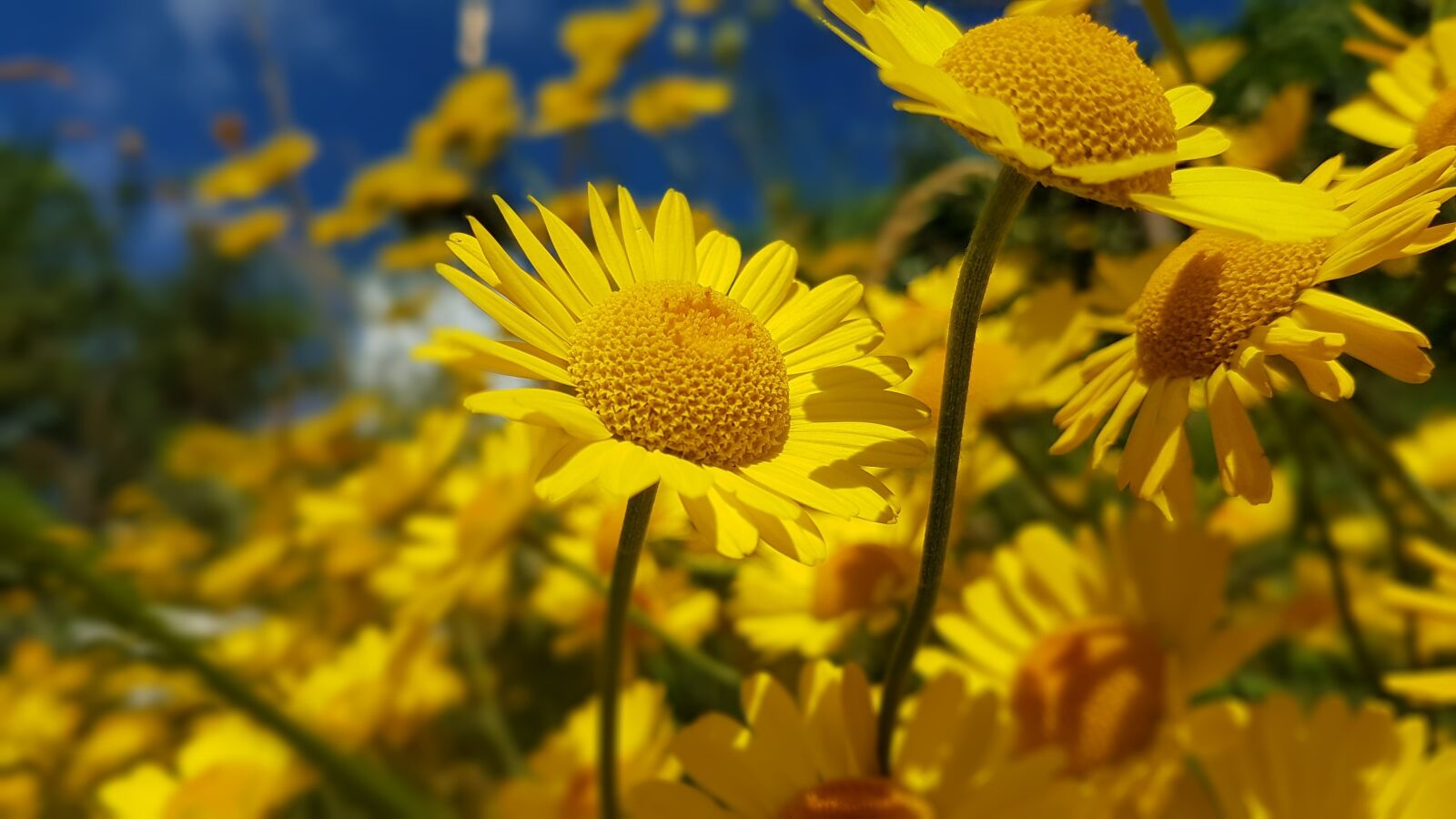 Samsung Galaxy S7 Edge sample photo. Flower, yellow marguerites, yellow photography