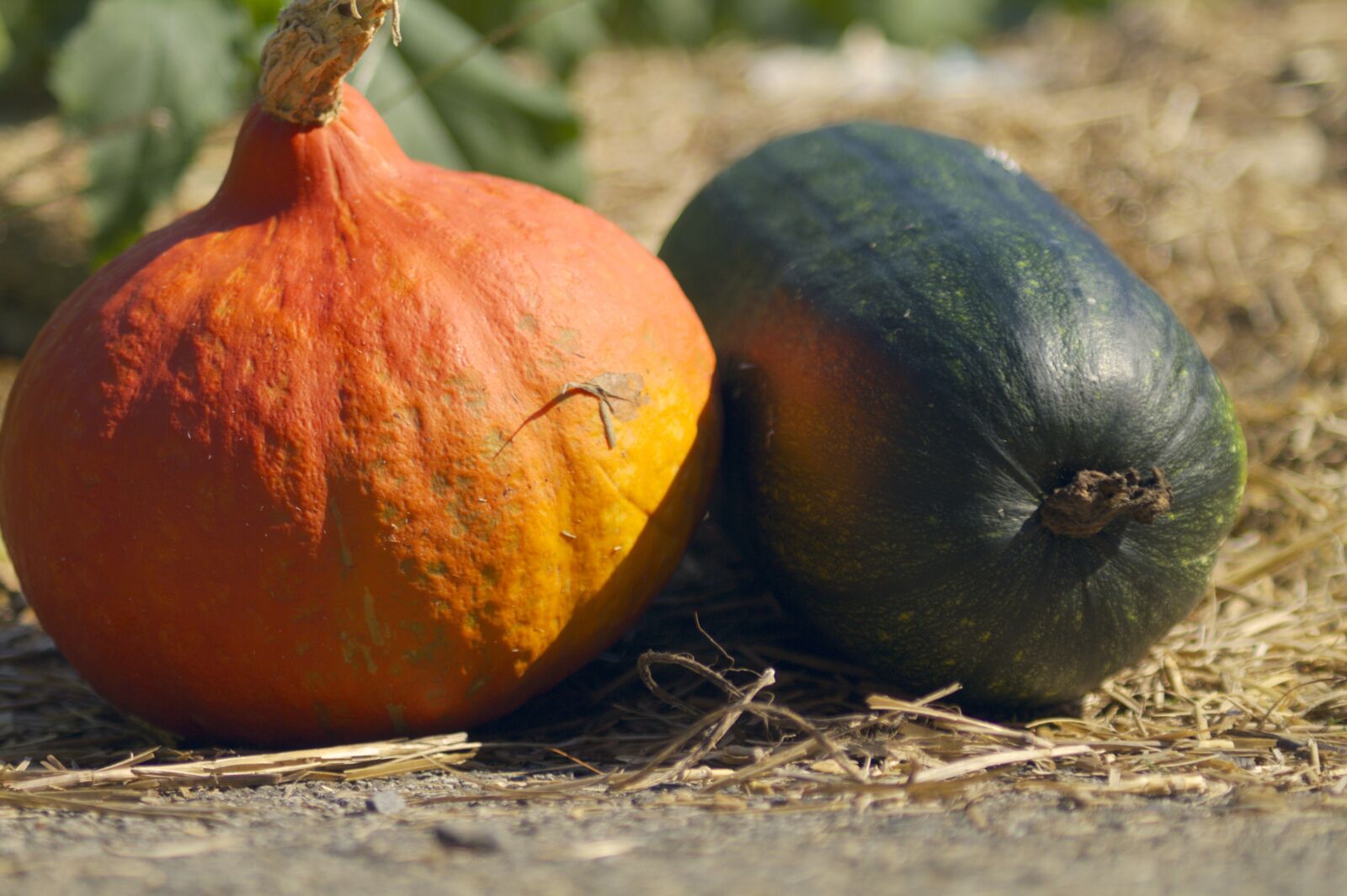 Canon EF 70-210mm f/4 sample photo. Pumpkin, garden, autumn photography