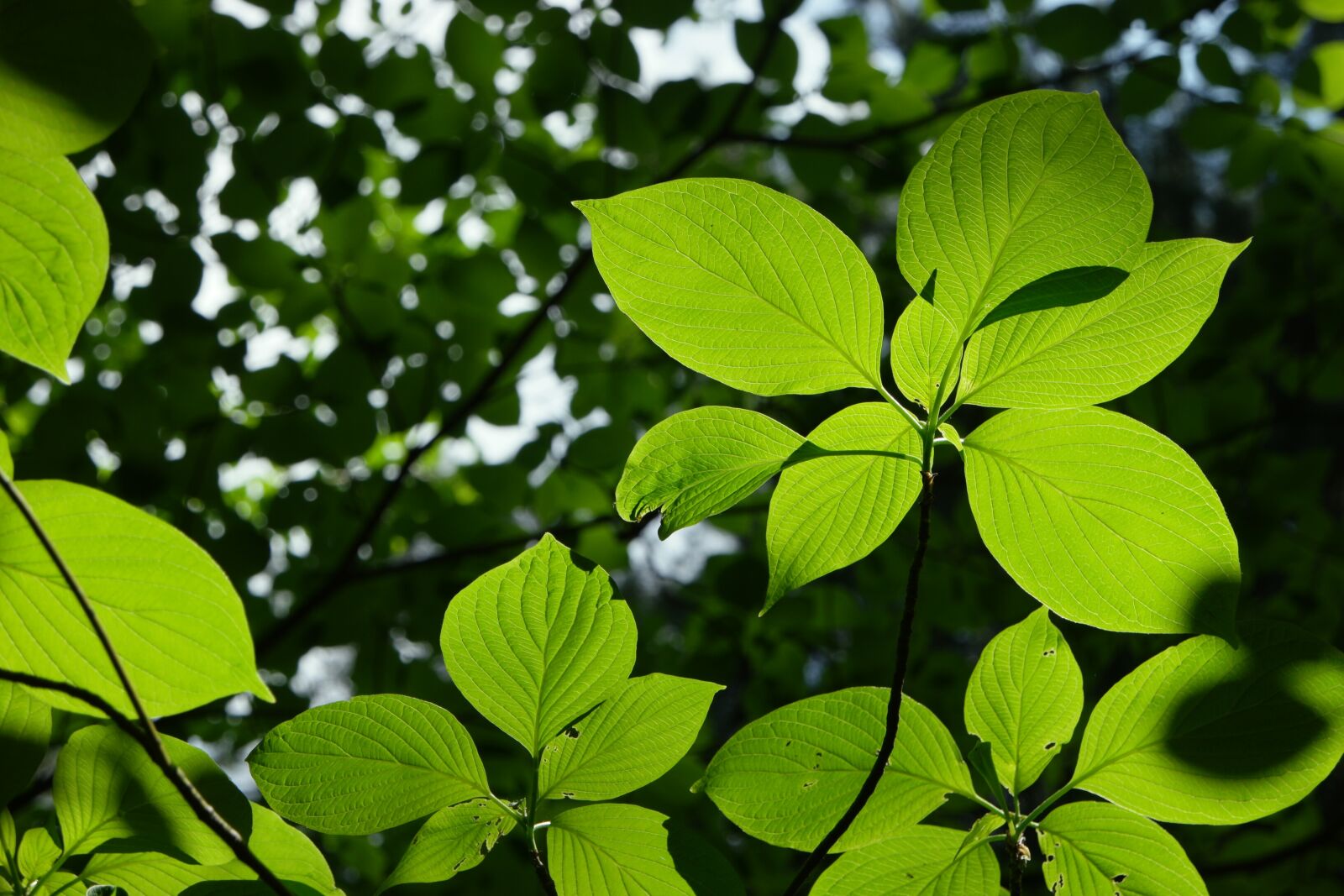 Samsung NX500 + Samsung NX 16-50mm F3.5-5.6 Power Zoom ED OIS sample photo. The leaves, green, summer photography