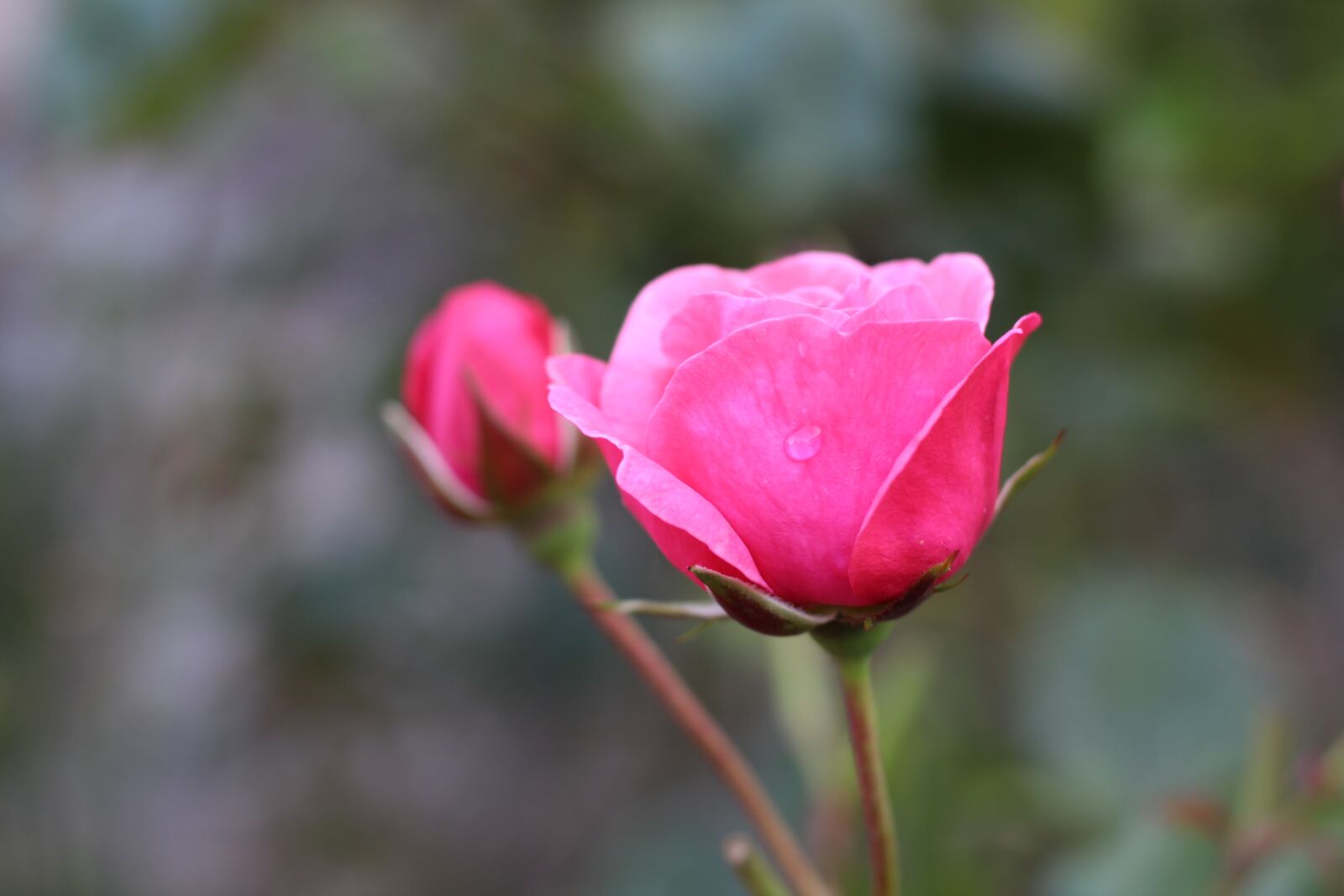 Canon EOS 1300D (EOS Rebel T6 / EOS Kiss X80) + Canon EF 50mm F1.8 STM sample photo. Roses, bud, flower photography