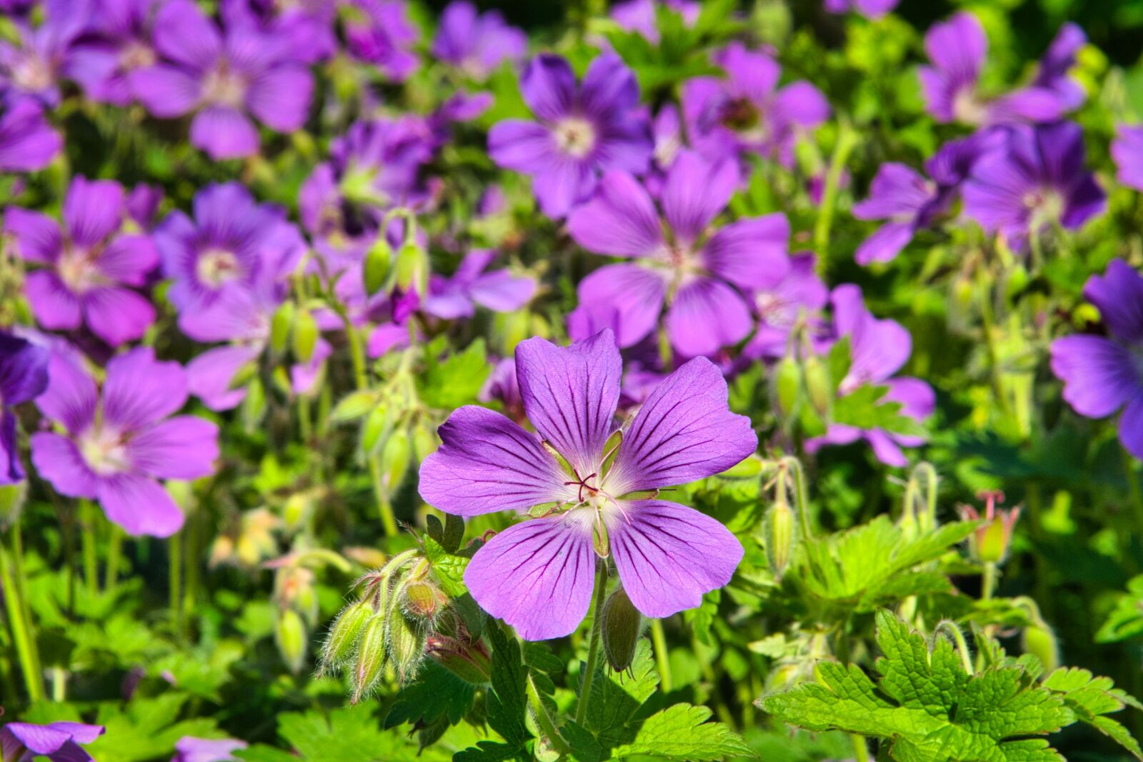 Nikon D7500 sample photo. Grand geranium, cranesbill, blossom photography