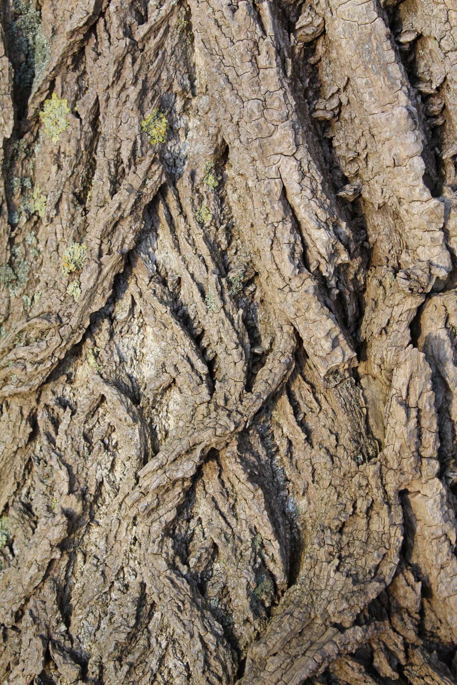 Canon EF-S 18-55mm F3.5-5.6 III sample photo. Bark, tree, structure photography