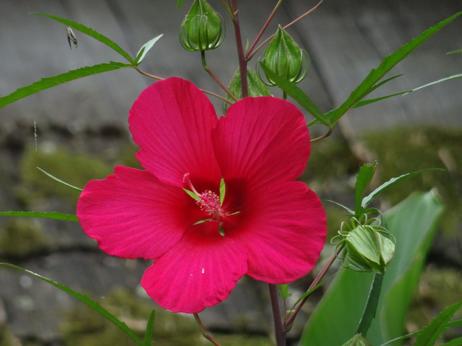 Sony Cyber-shot DSC-HX50V sample photo. Flower, pink, petals photography