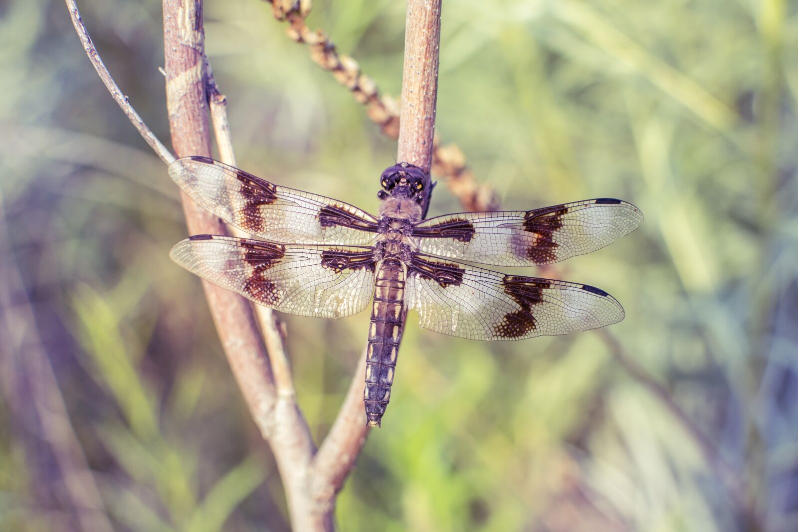 Nikon D3100 sample photo. Dragonfly, perch, dragon photography