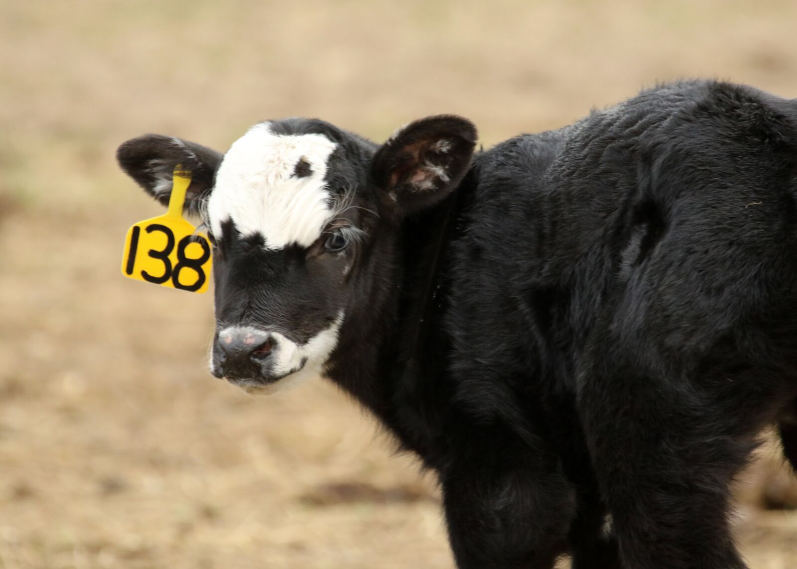 Canon EOS 7D Mark II + Canon EF 100-400mm F4.5-5.6L IS USM sample photo. Cow, calf, beef photography