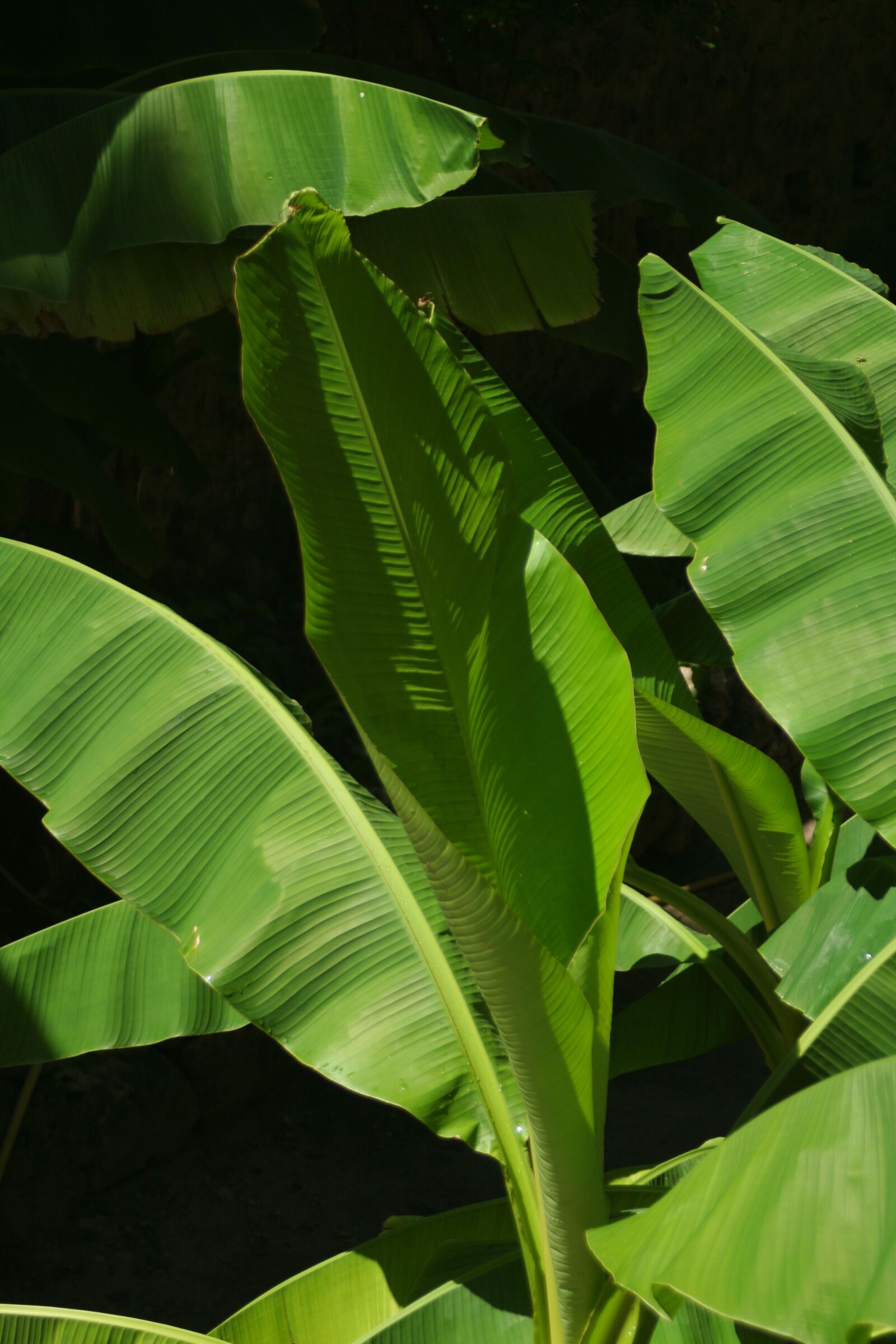 Canon EOS 350D (EOS Digital Rebel XT / EOS Kiss Digital N) sample photo. Banana leaf, tropics, plants photography
