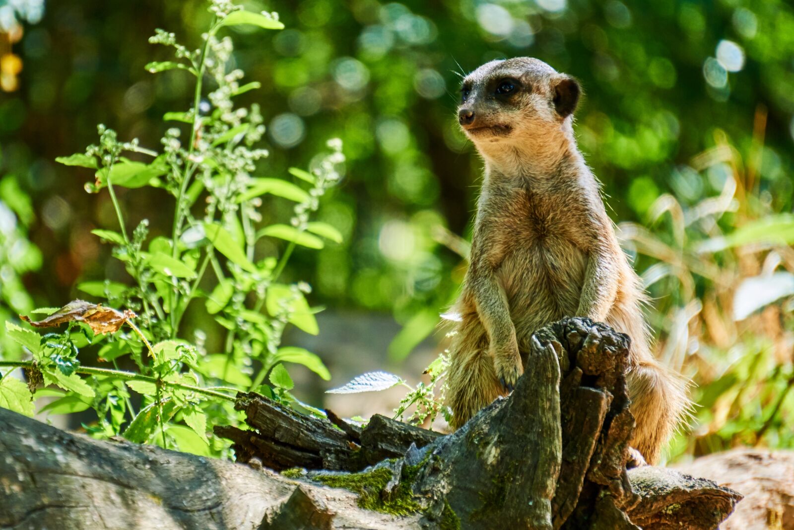 Sony a6000 sample photo. Meerkat, animal, cute photography