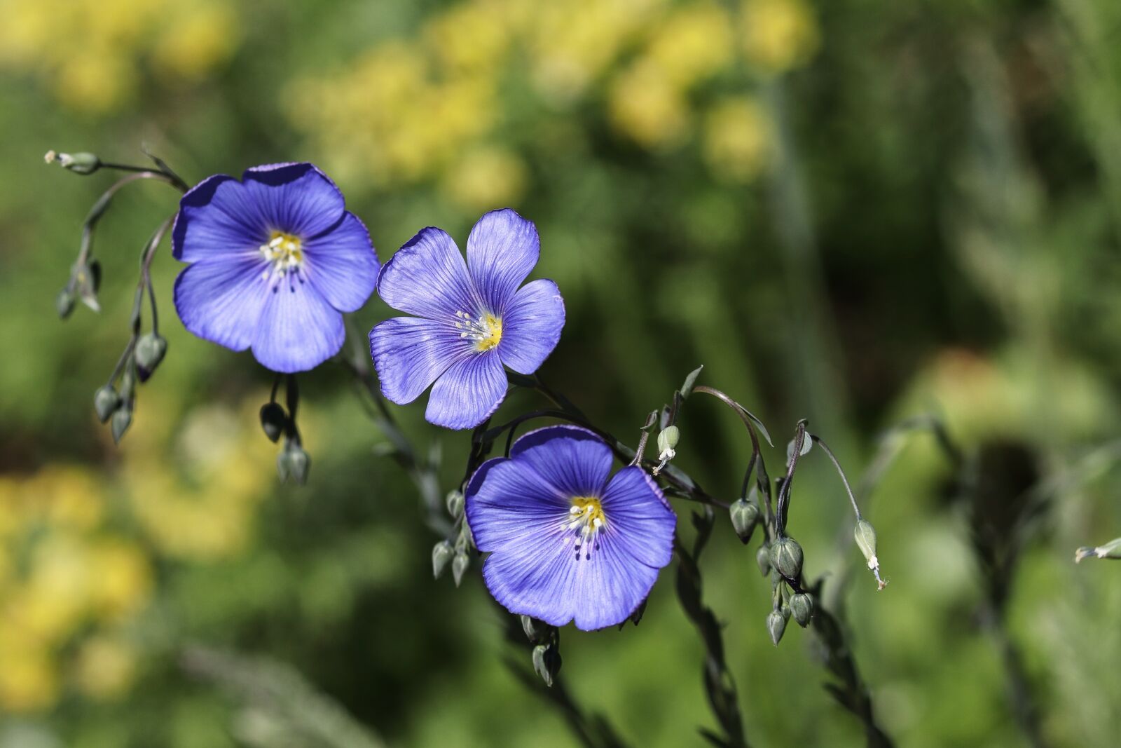 Canon EOS 200D (EOS Rebel SL2 / EOS Kiss X9) sample photo. Blue flax, french linen photography