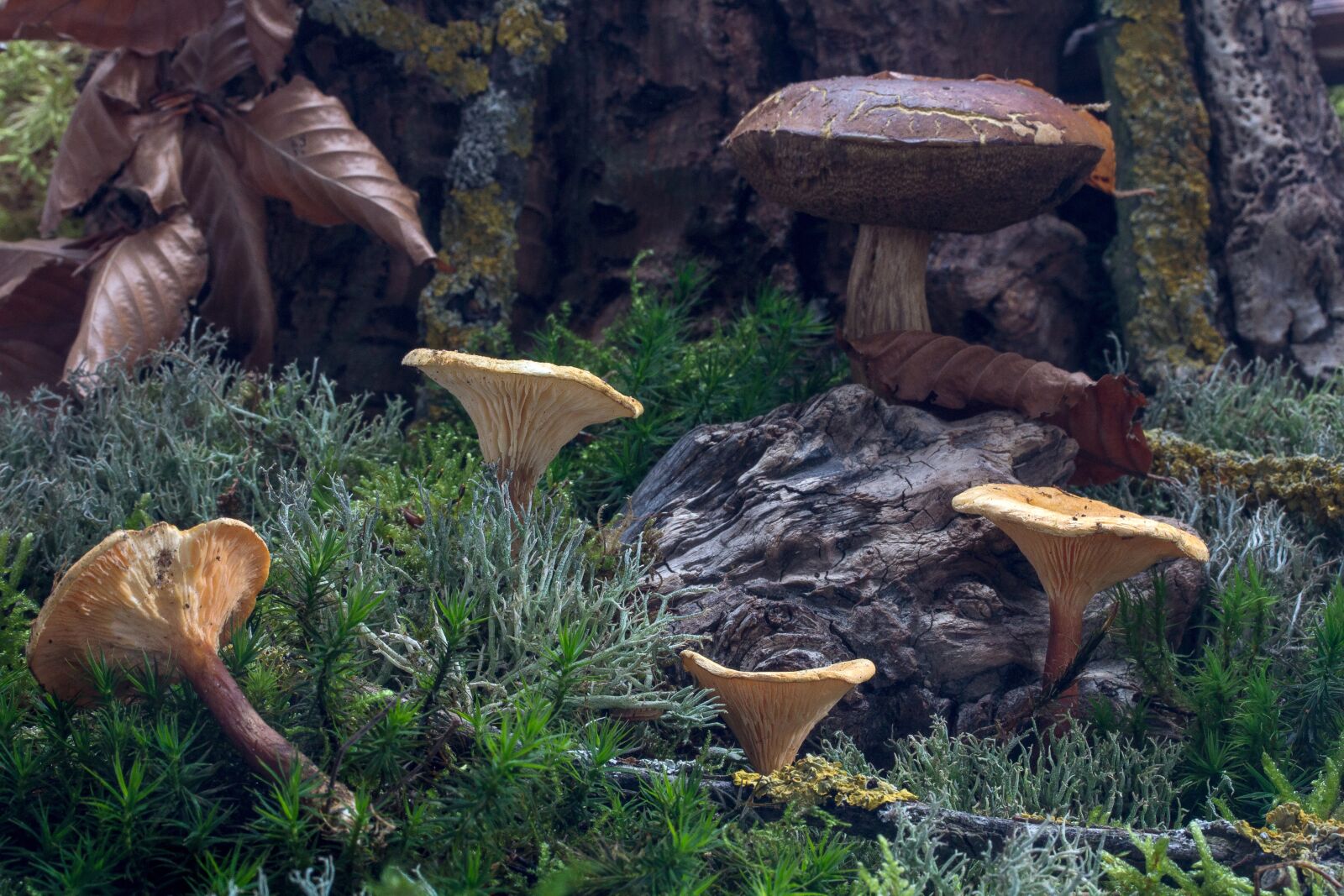 Canon EF-S 60mm F2.8 Macro USM sample photo. Forest, autumn, mushrooms photography