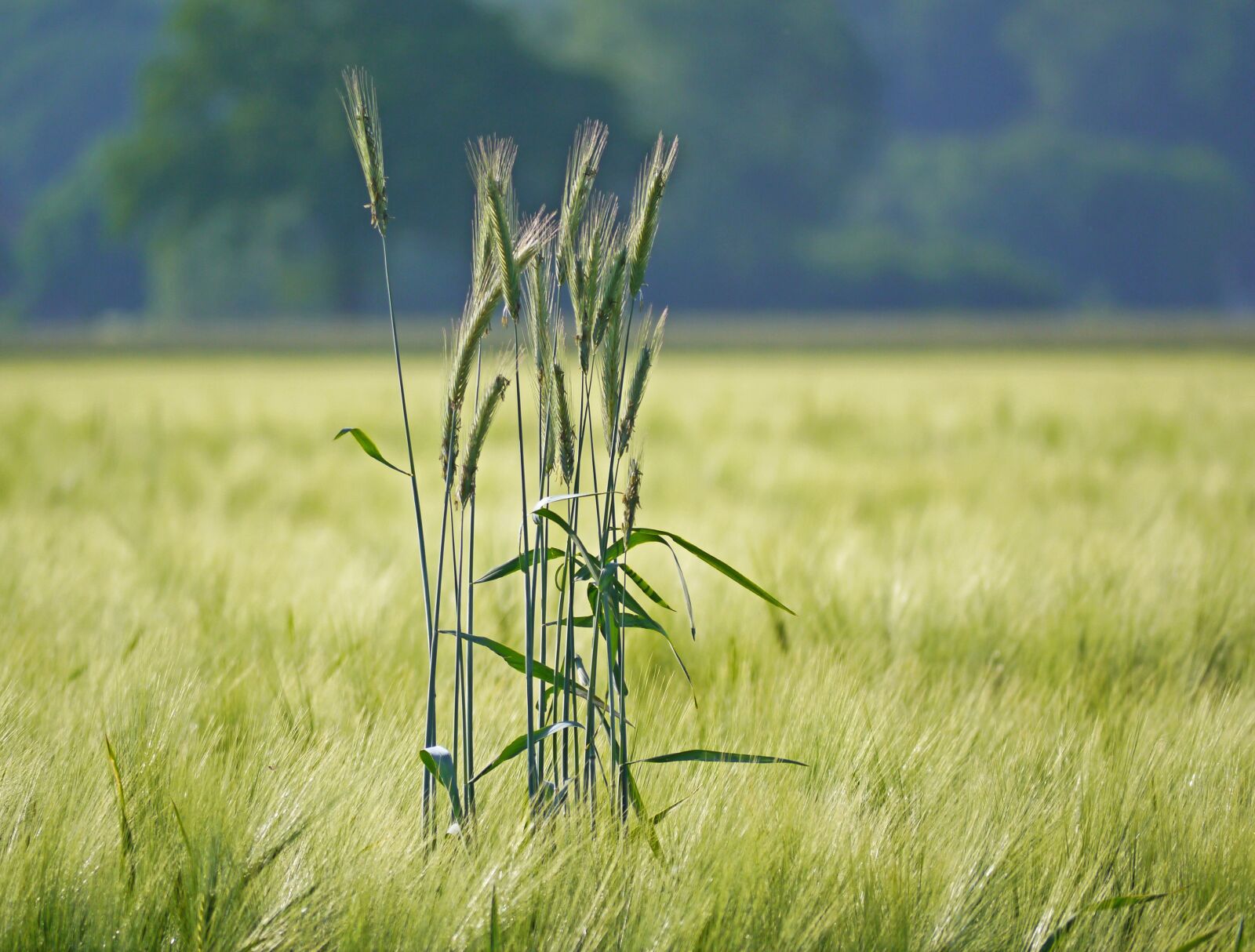 Panasonic Lumix DMC-G3 sample photo. Rye in barley field photography