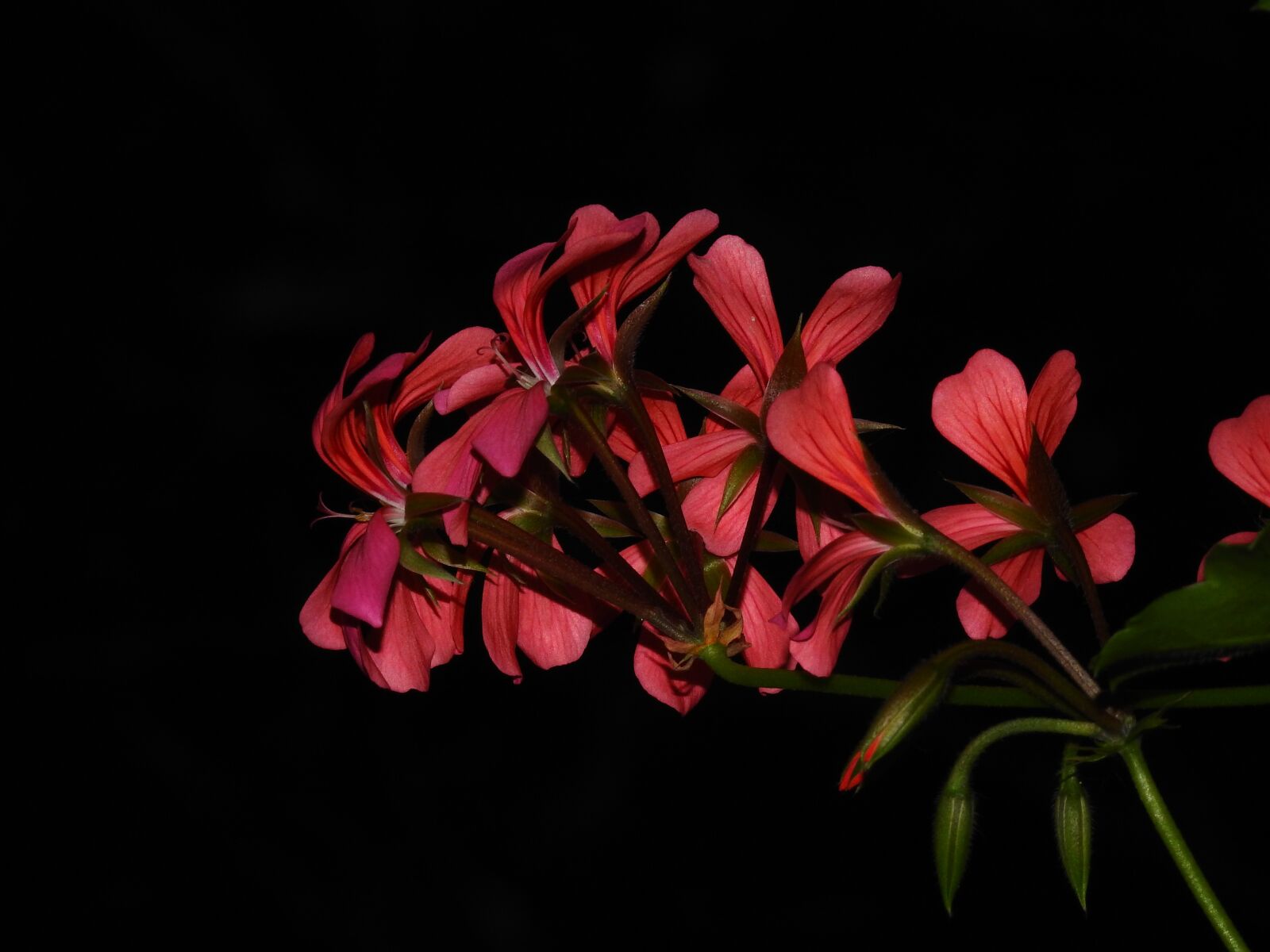 Nikon Coolpix P900 sample photo. Flower, red, black photography