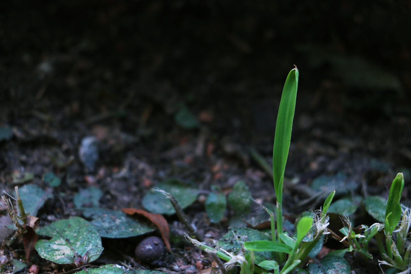 Canon EOS 70D sample photo. Shoot, earth, nature photography