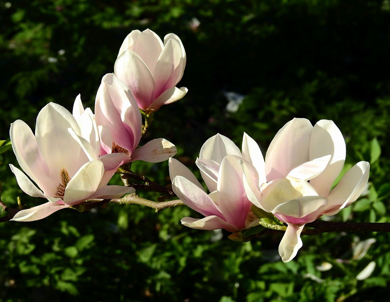 Nikon Coolpix P900 sample photo. Plant, flower, nature photography
