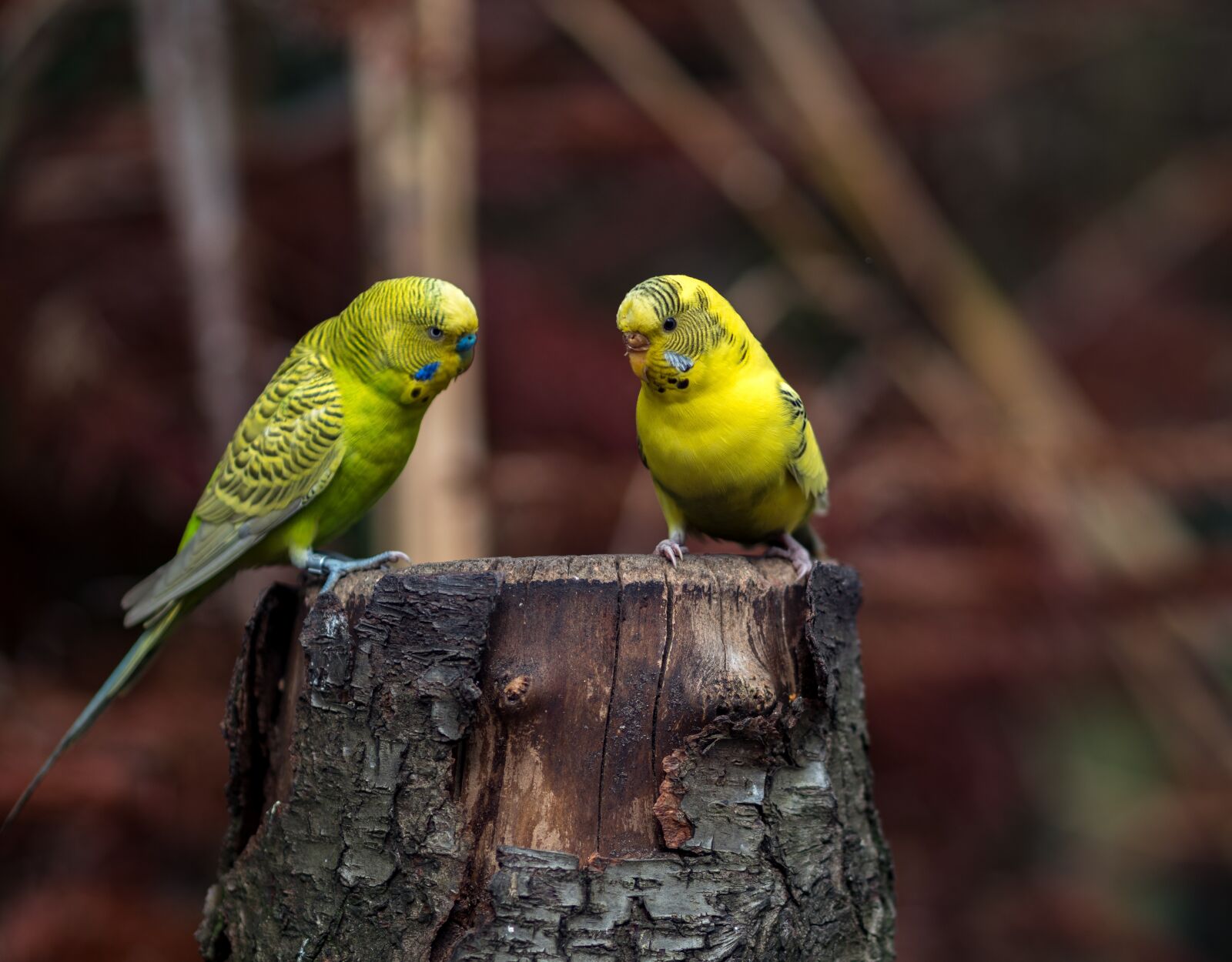 Olympus M.Zuiko Digital ED 75mm F1.8 sample photo. Budgie, birds, close up photography