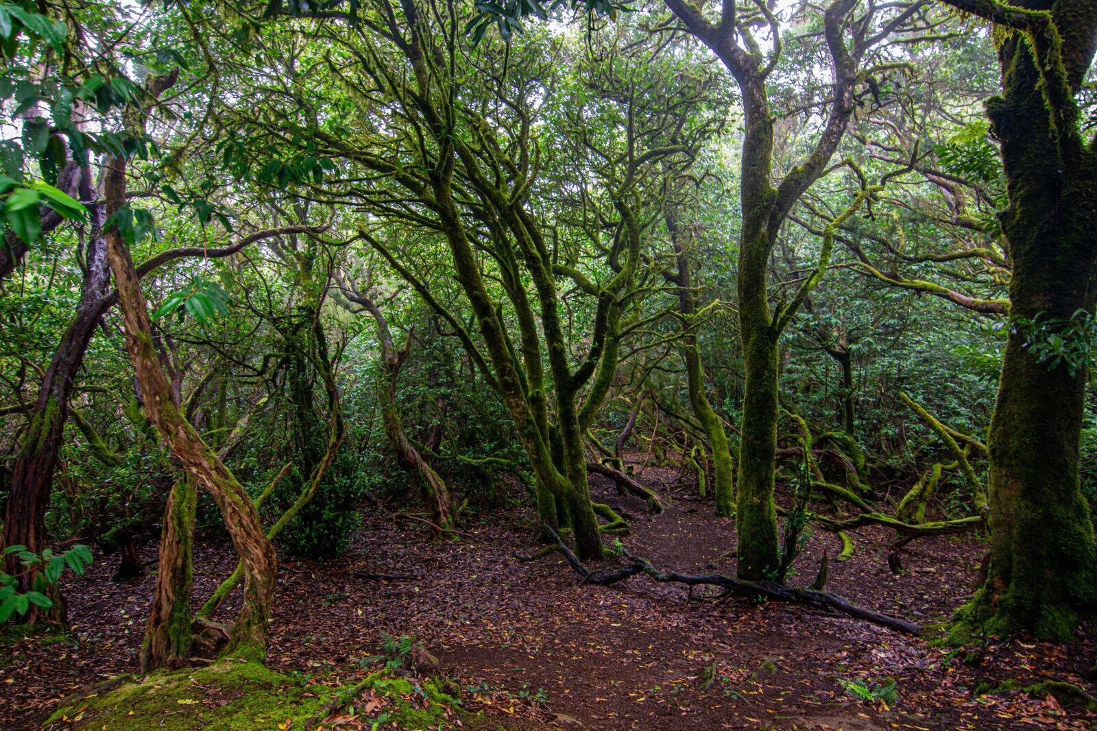 Nikon D7100 sample photo. Forest, trees, mystery photography