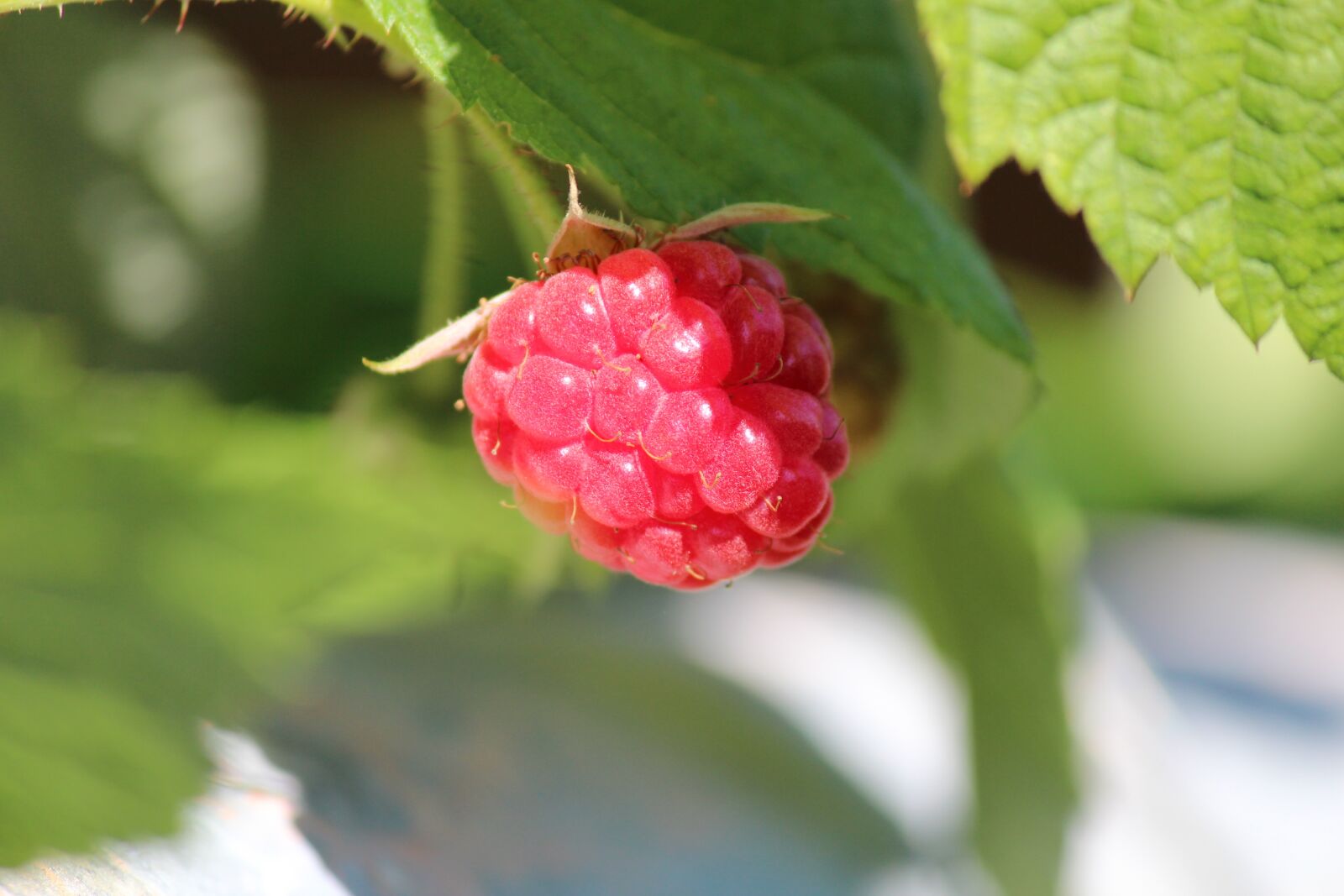 Canon EOS 600D (Rebel EOS T3i / EOS Kiss X5) sample photo. Fruit, raspberries, food photography
