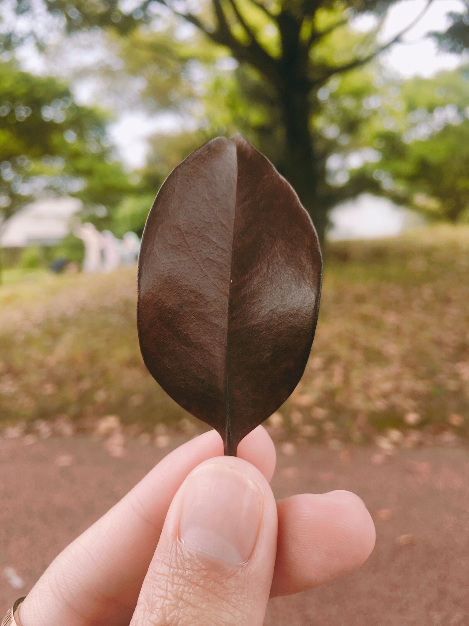 iPhone 6s Plus back camera 4.15mm f/2.2 sample photo. Leaf, korea, hand photography