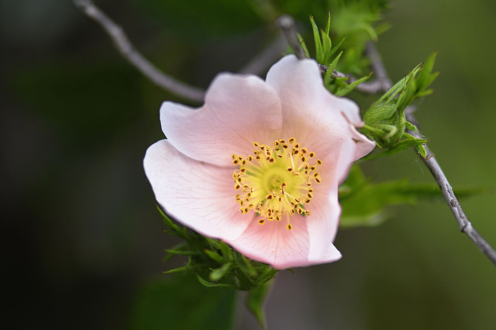 Nikon D500 sample photo. Flower, rosa canina, wild photography