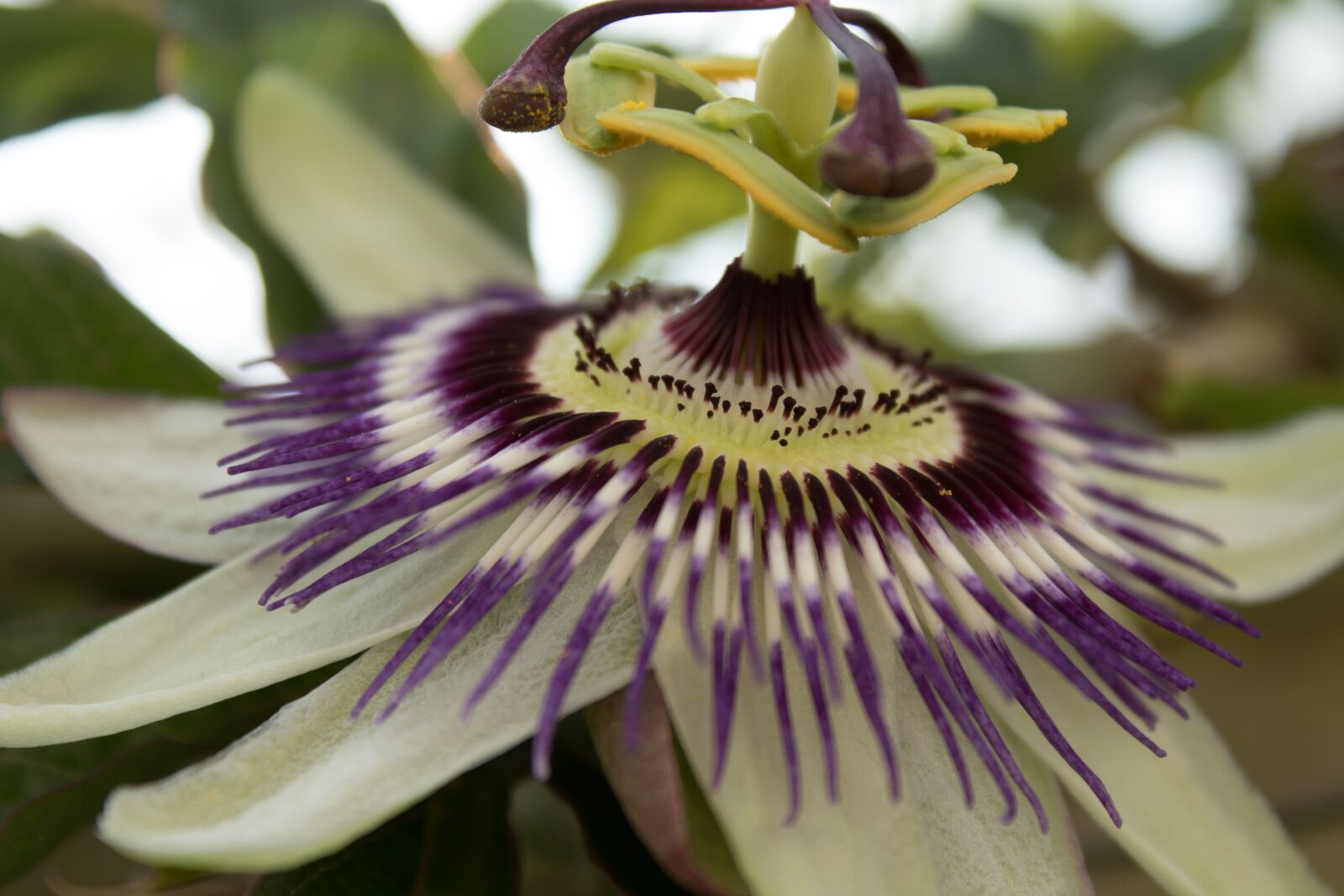 Canon EOS 1300D (EOS Rebel T6 / EOS Kiss X80) sample photo. Passionflower, stamens, petals photography