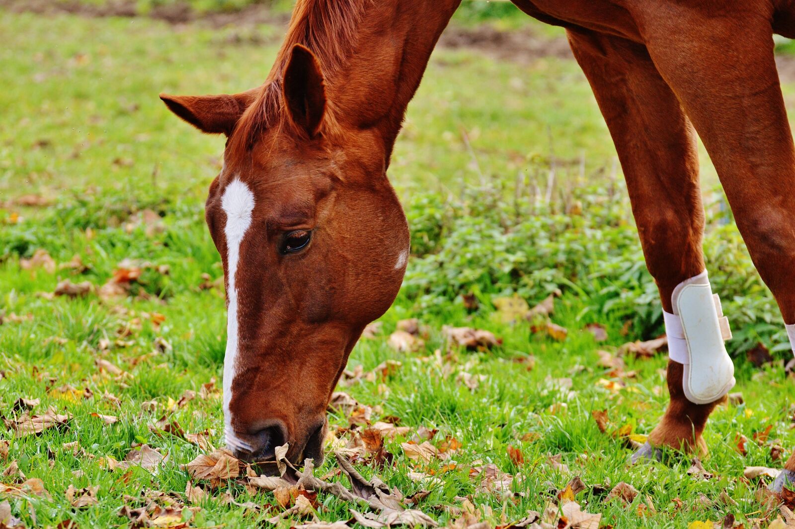 Nikon D3200 sample photo. Horse, animal, ride photography