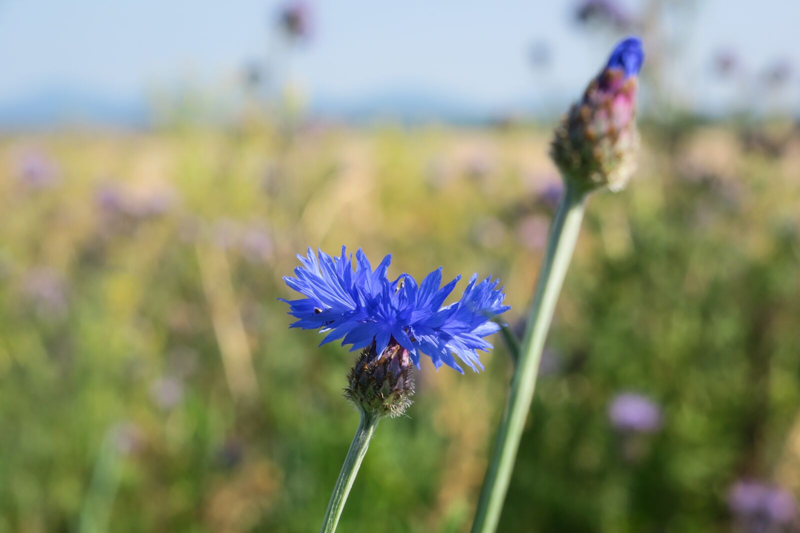 Canon PowerShot G3 X sample photo. Cornflower, blossom, bloom photography
