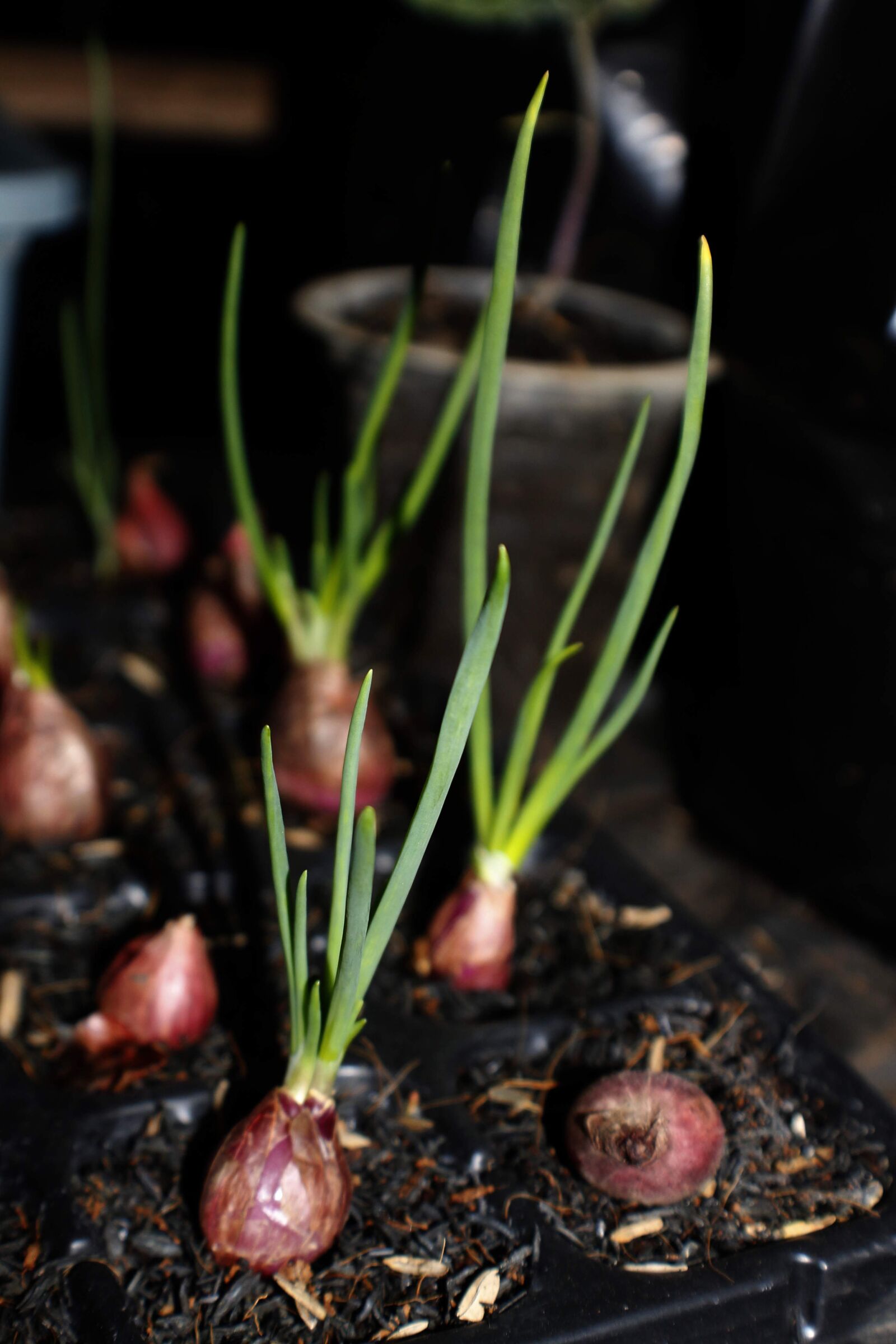 Canon EOS 1100D (EOS Rebel T3 / EOS Kiss X50) sample photo. Red shallots, onion, growing photography