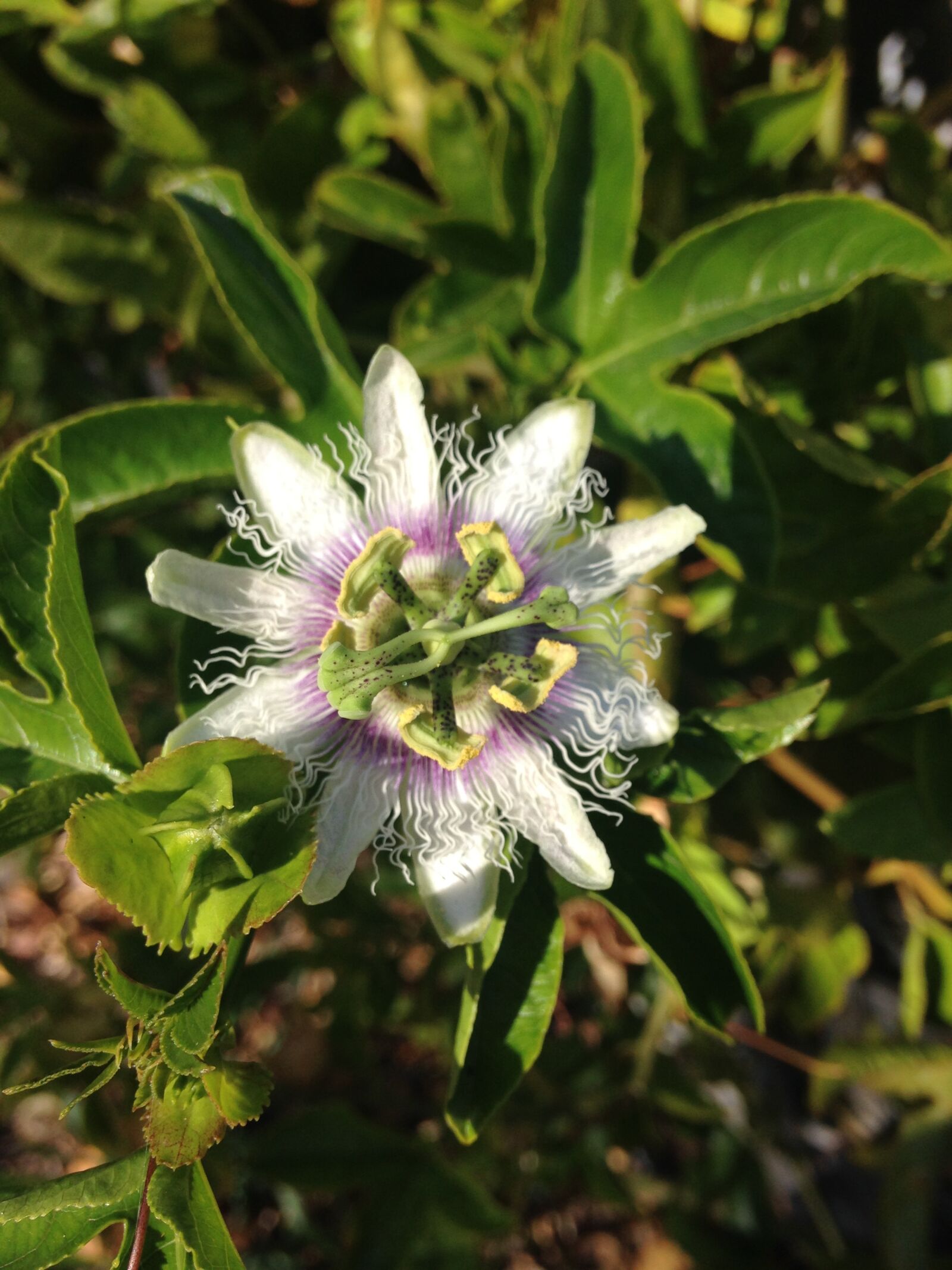 iPhone 5c back camera 4.12mm f/2.4 sample photo. Flower, passion, flower photography