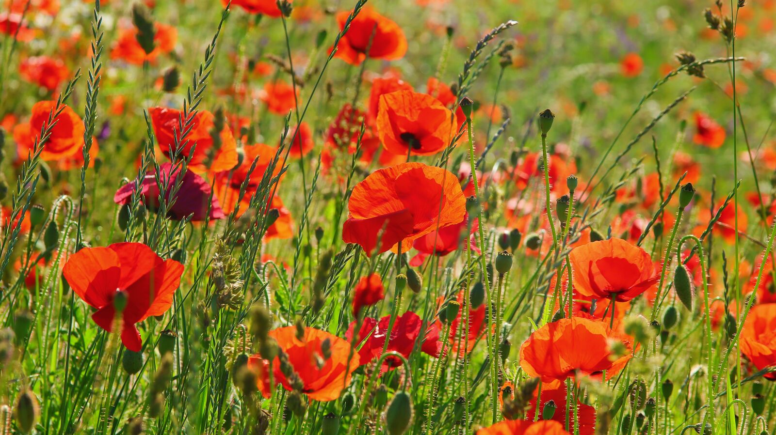 Canon EOS M50 (EOS Kiss M) sample photo. Field of poppies, nature photography