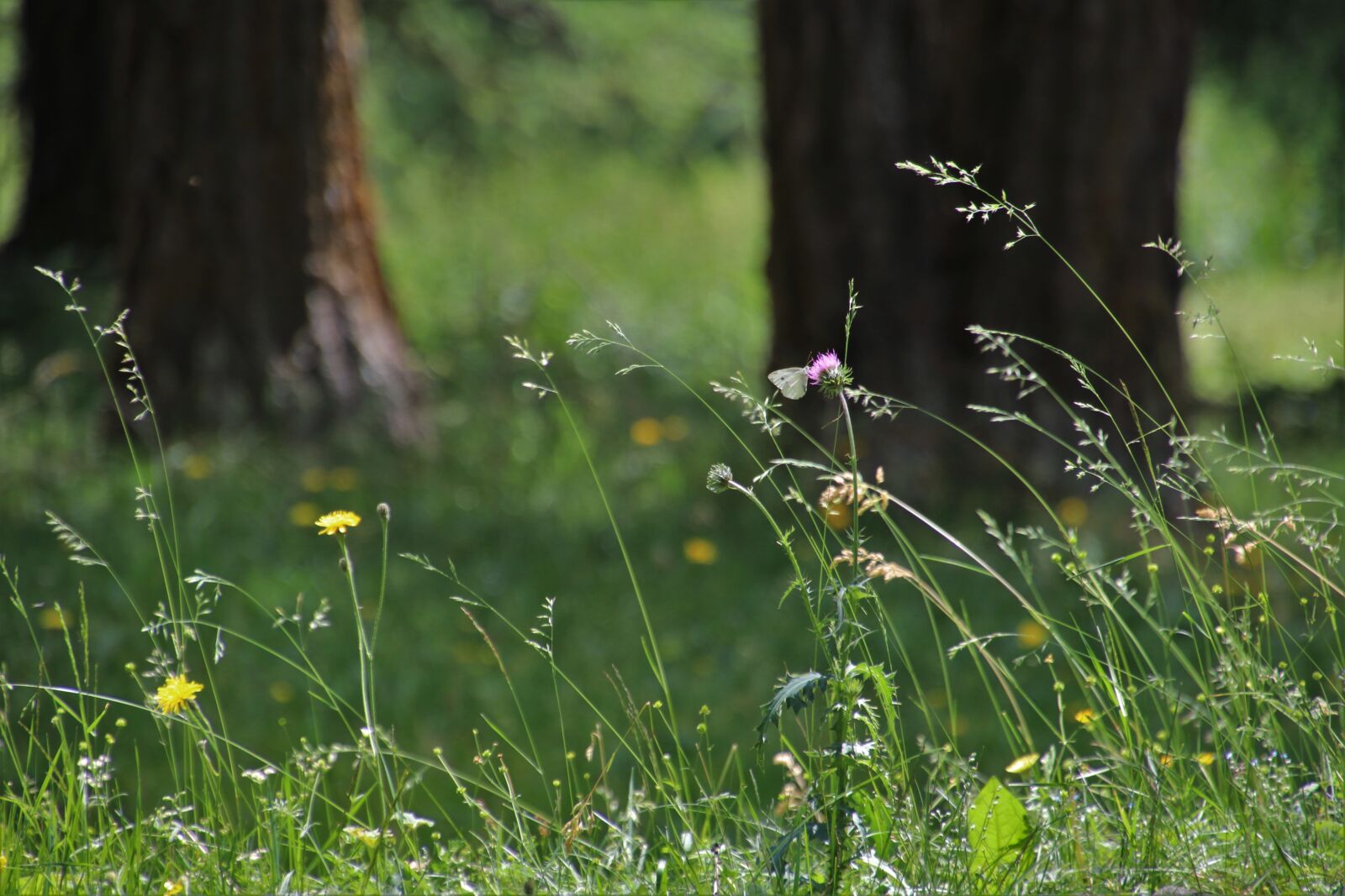Canon EOS 80D sample photo. Meadow, in the forest photography