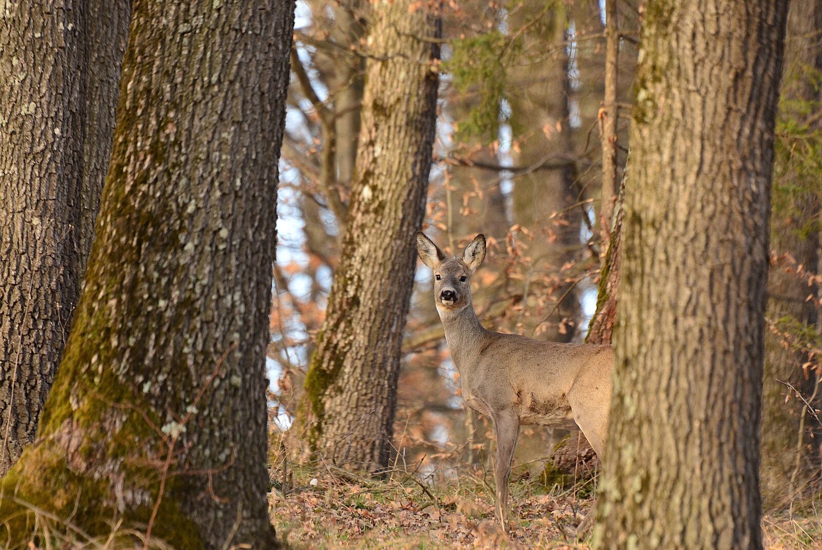 Nikon D7100 sample photo