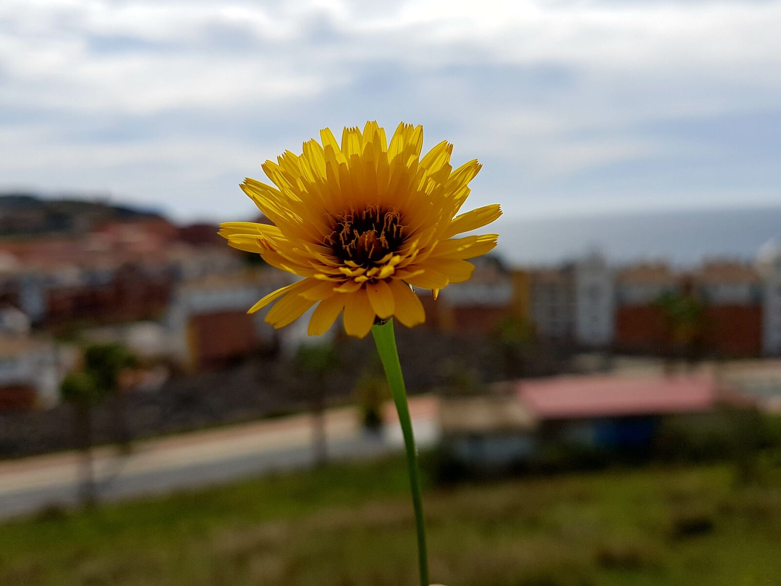 Samsung Galaxy S7 Edge sample photo. Nature, outdoors, summer photography