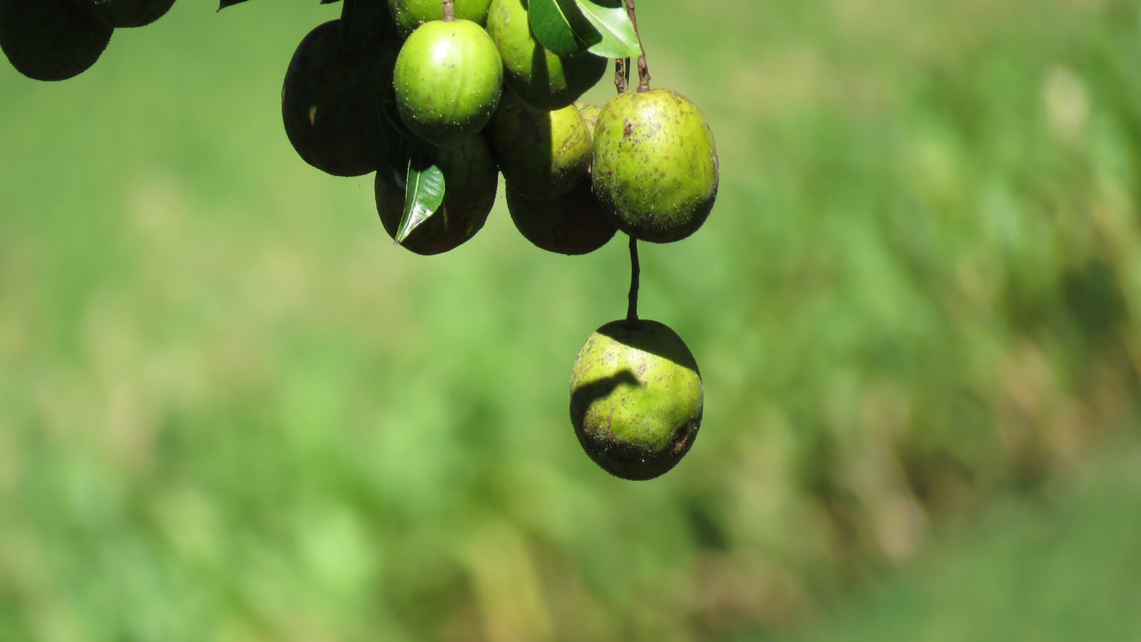 Canon PowerShot SX60 HS sample photo. Mango, fruit, tree photography