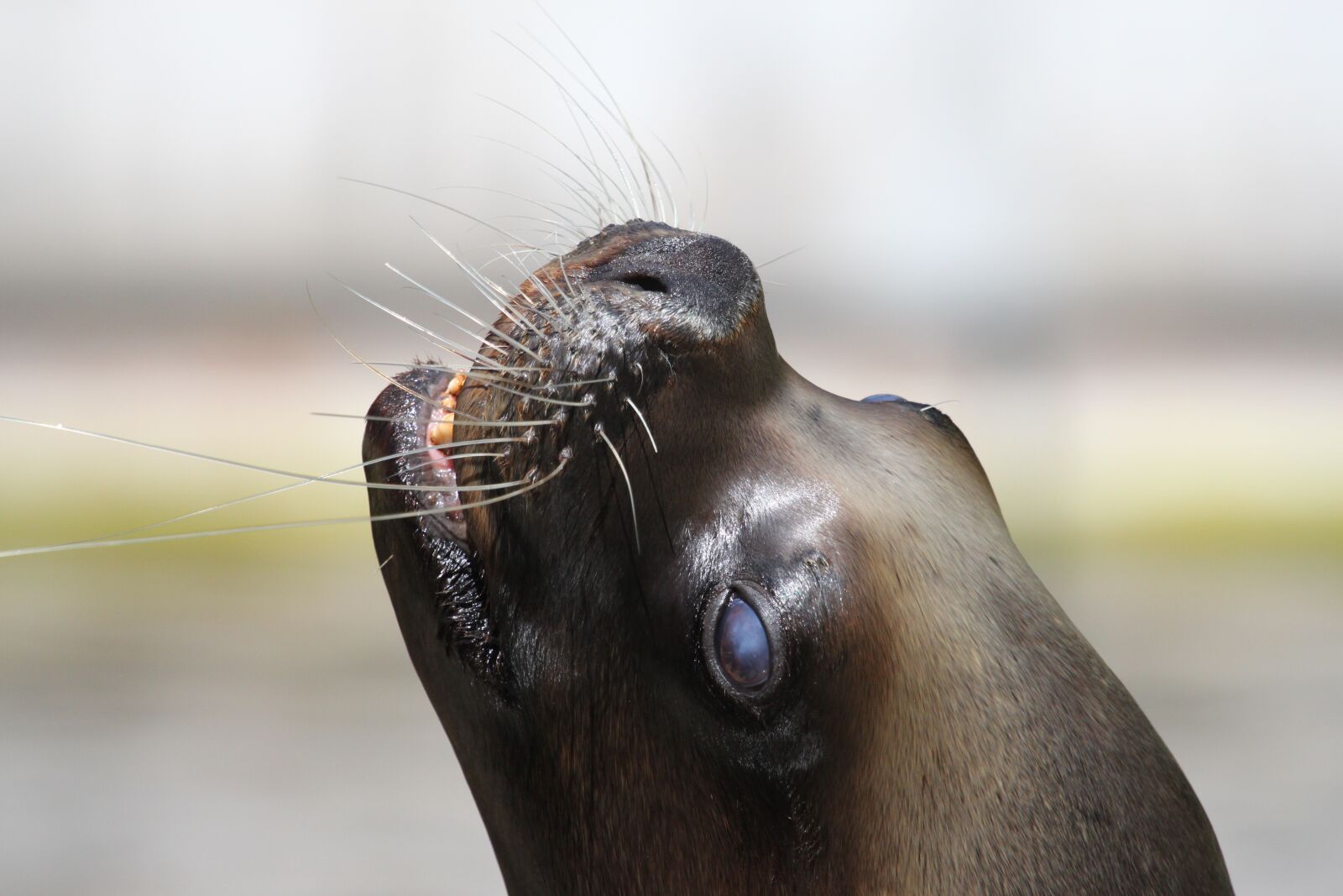 Canon EOS 500D (EOS Rebel T1i / EOS Kiss X3) sample photo. Robbe, sea lion, head photography